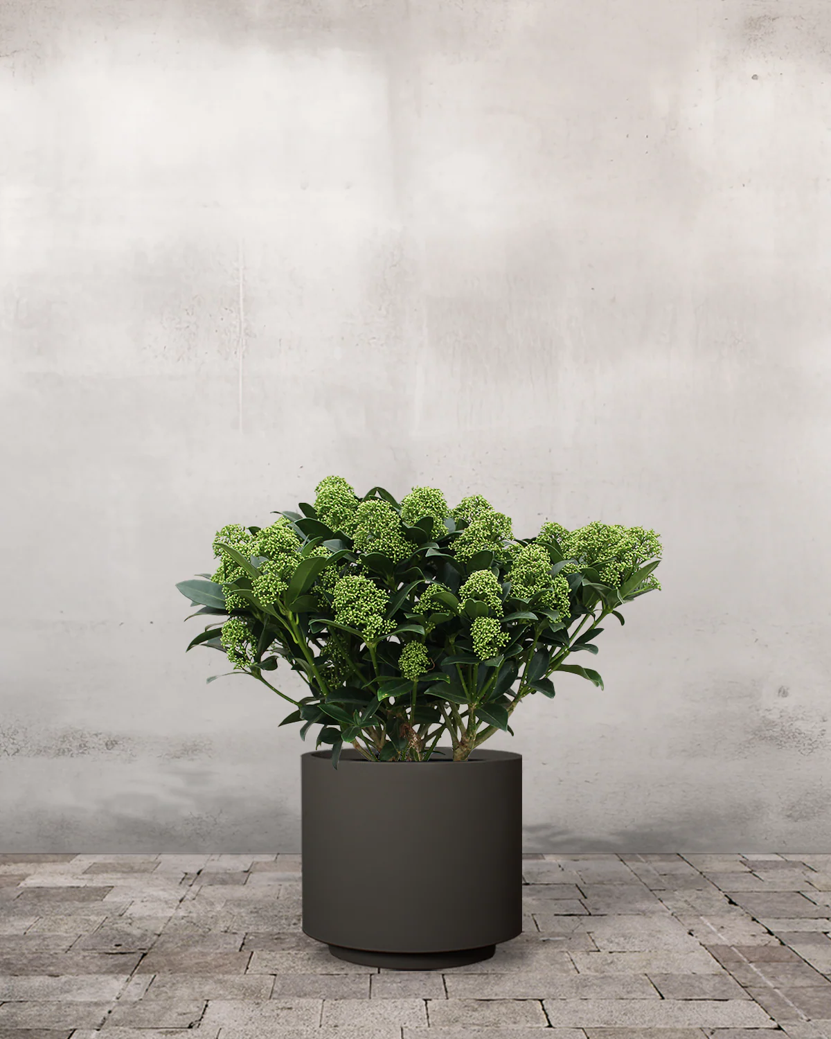 Hvid Skimmia japonica - 40-60 cm - Image 5