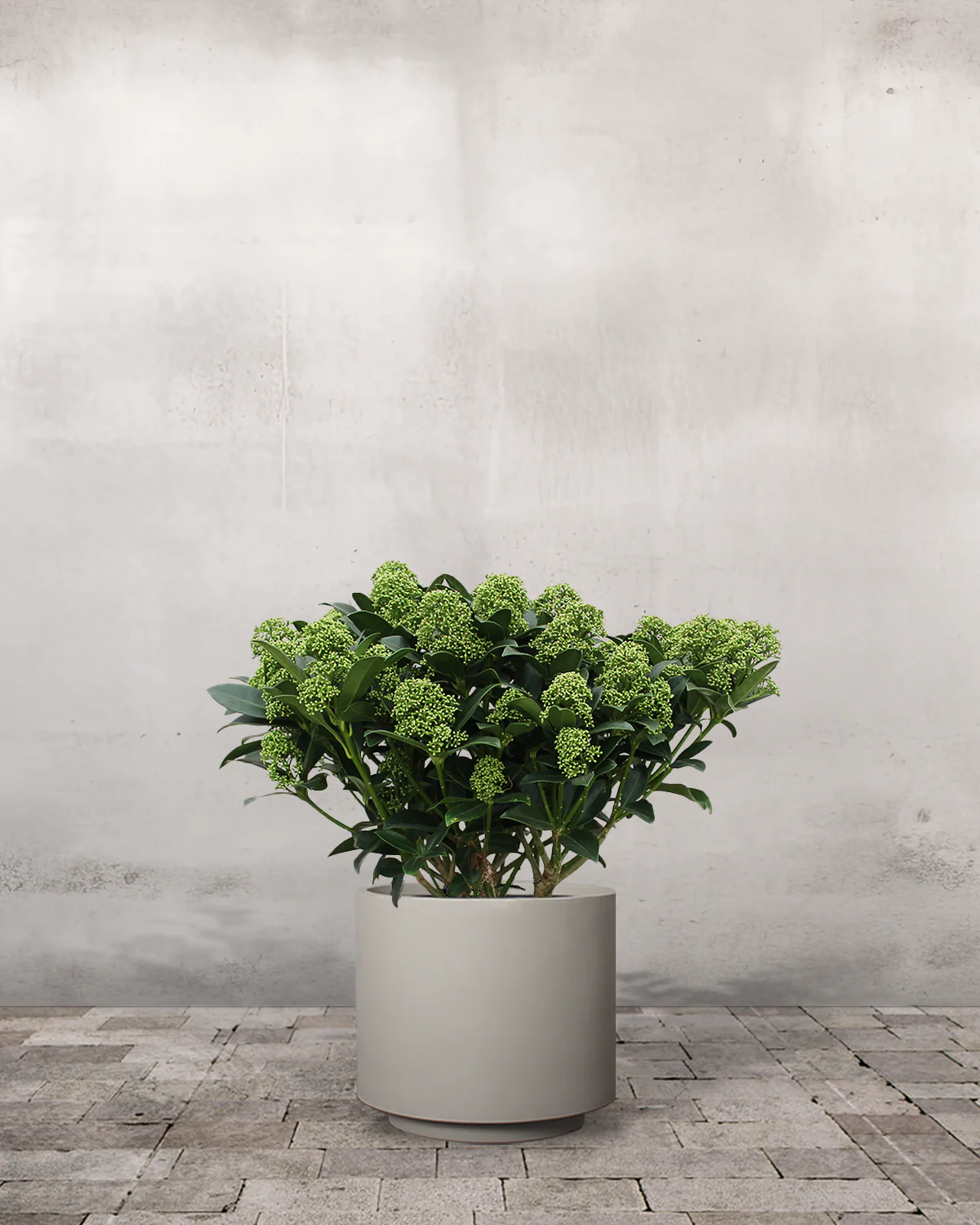Hvid Skimmia japonica - 40-60 cm - Image 6