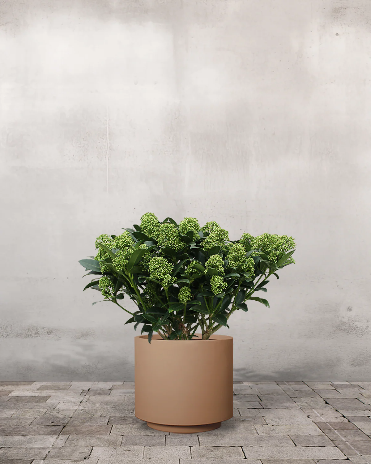 Hvid Skimmia japonica - 40-60 cm - Image 7