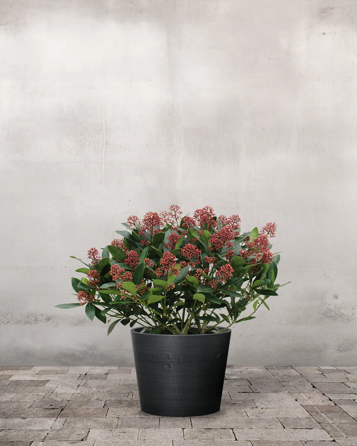 Rød Skimmia japonica - 40-60 cm - Image 3