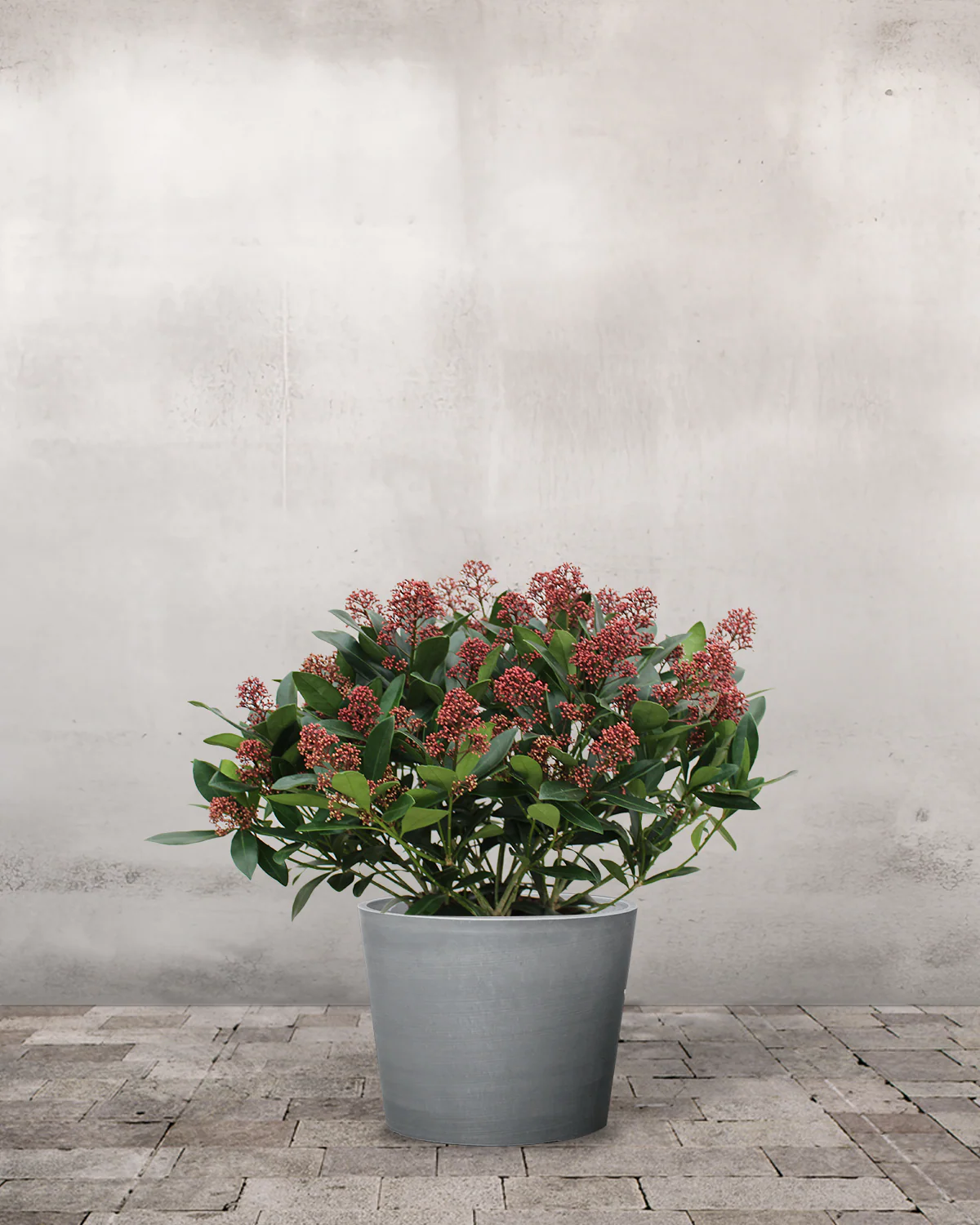 Rød Skimmia japonica - 40-60 cm - Image 4