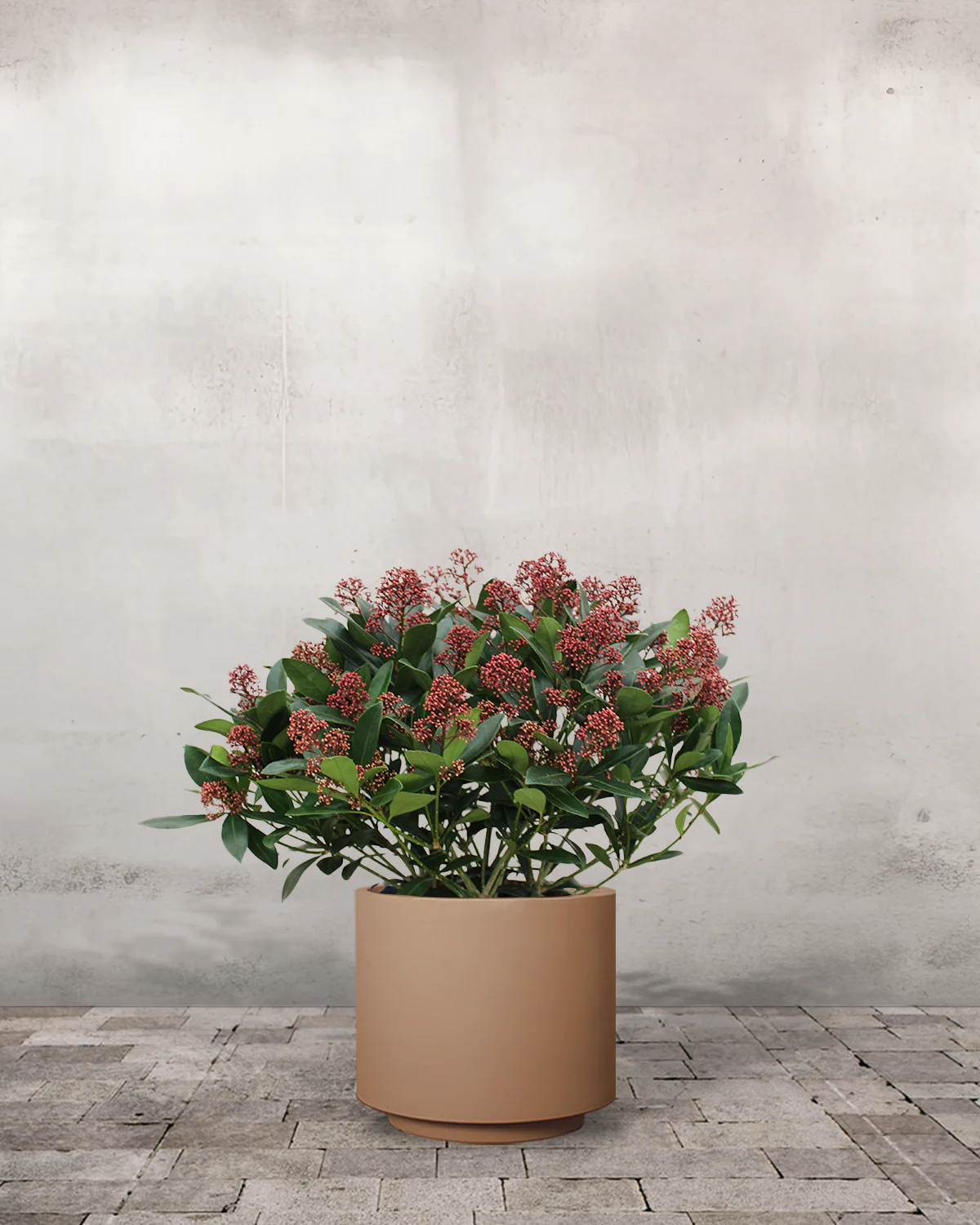 Rød Skimmia japonica - 40-60 cm - Image 5
