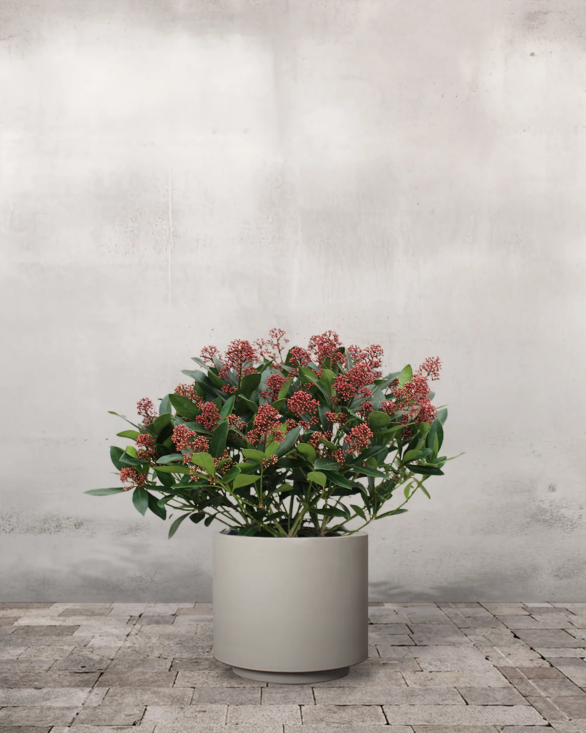 Rød Skimmia japonica - 40-60 cm - Image 6