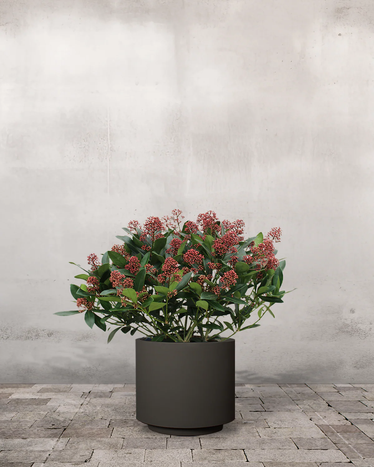 Rød Skimmia japonica - 40-60 cm - Image 7