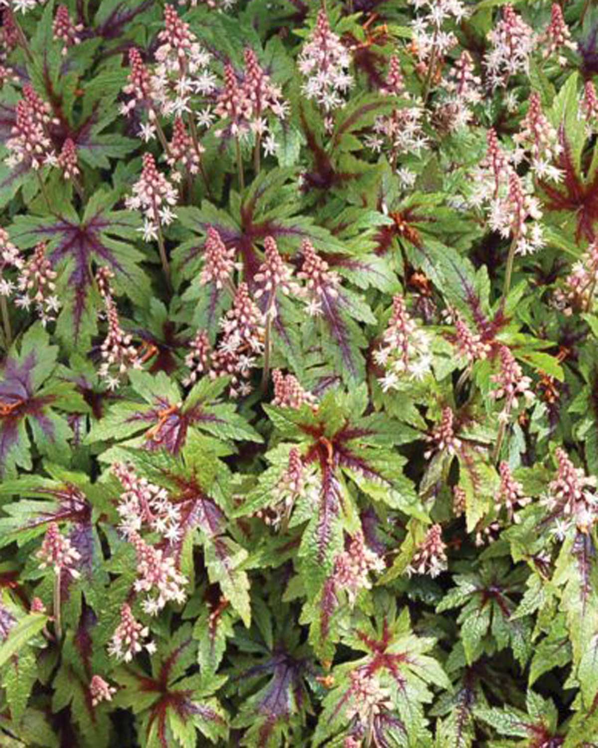 Skumblomst, Tiarella 'Sugar and Spice' - 17 cm potte - Image 3