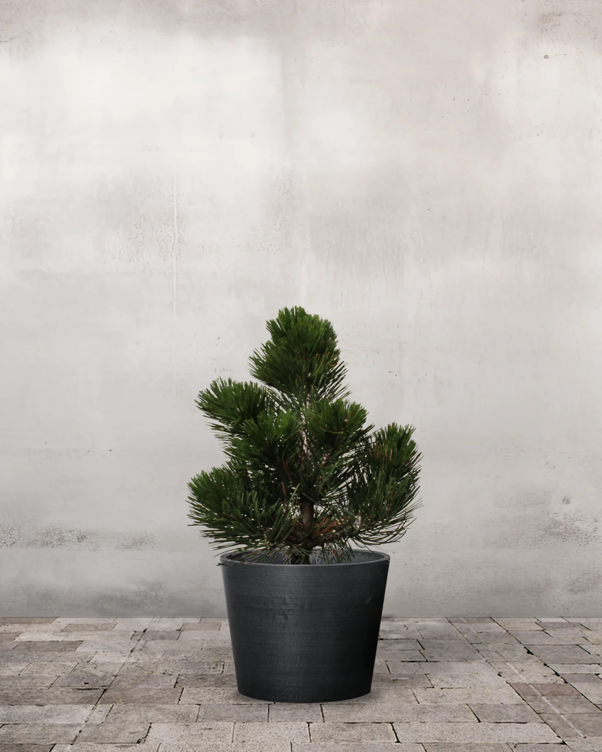 Slangebarkfyr, Pinus heldreichii 'Compact Gem' - 40-60 cm - Image 3