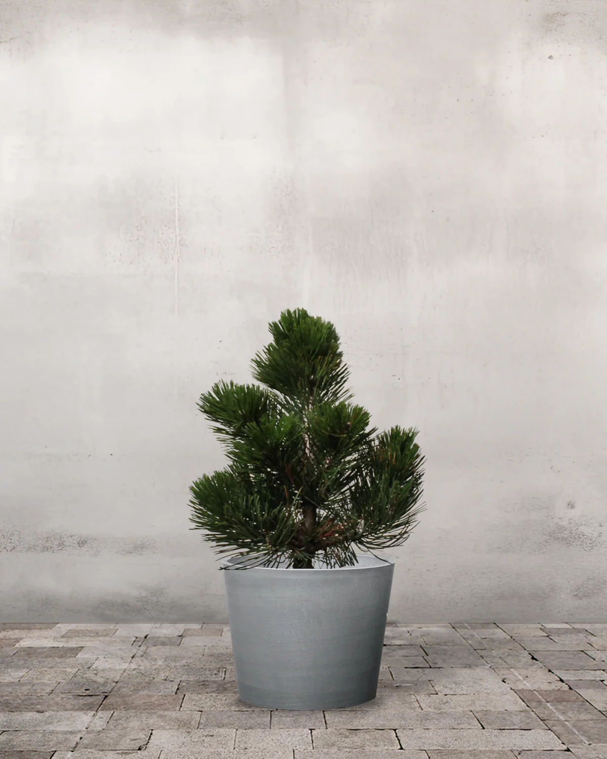 Slangebarkfyr, Pinus heldreichii 'Compact Gem' - 40-60 cm - Image 4