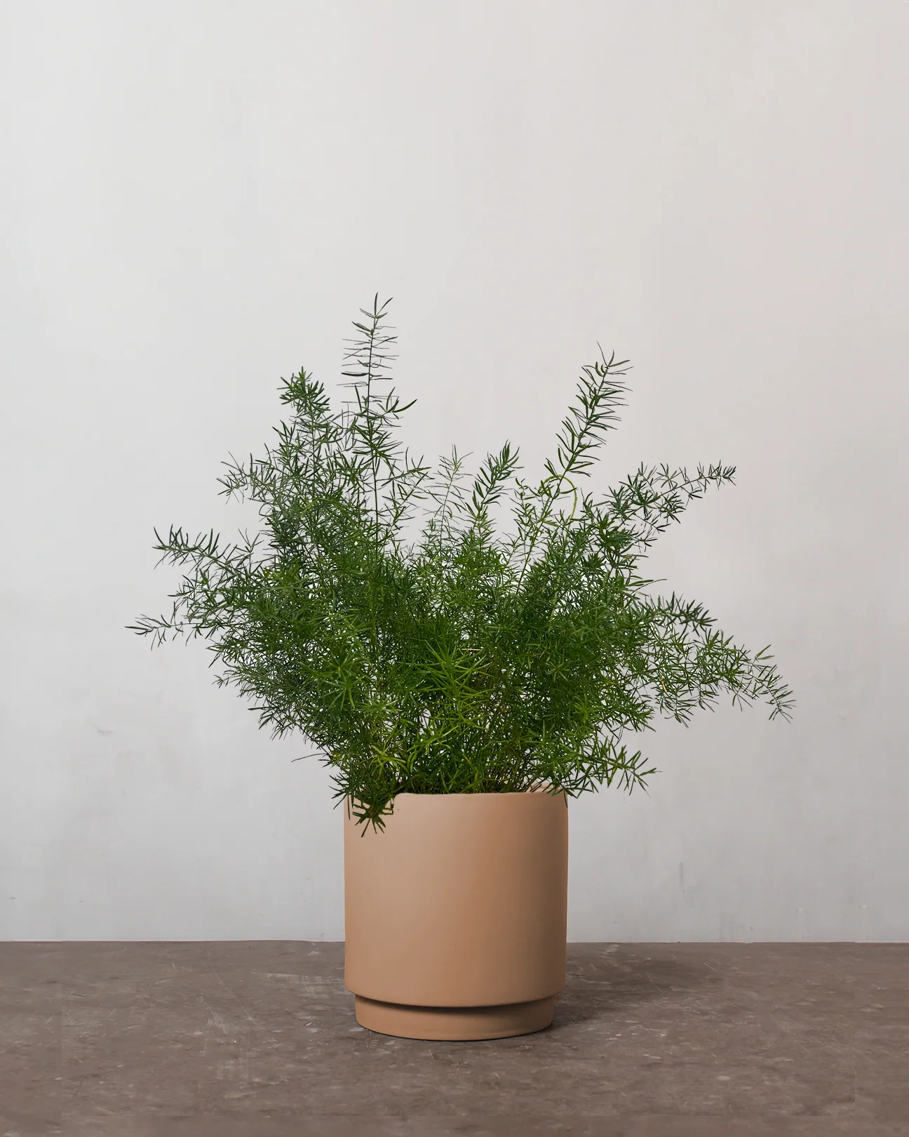 Slørasparges, Asparagus Densiflorus 'Mazeppa' - 40-60 cm - Image 3