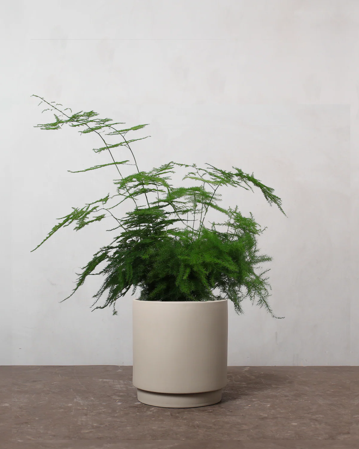 Slørasparges, Asparagus Setaceus - 40-60 cm - Image 5