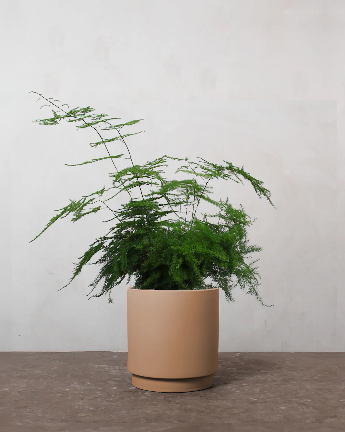 Slørasparges, Asparagus Setaceus - 40-60 cm - Image 6
