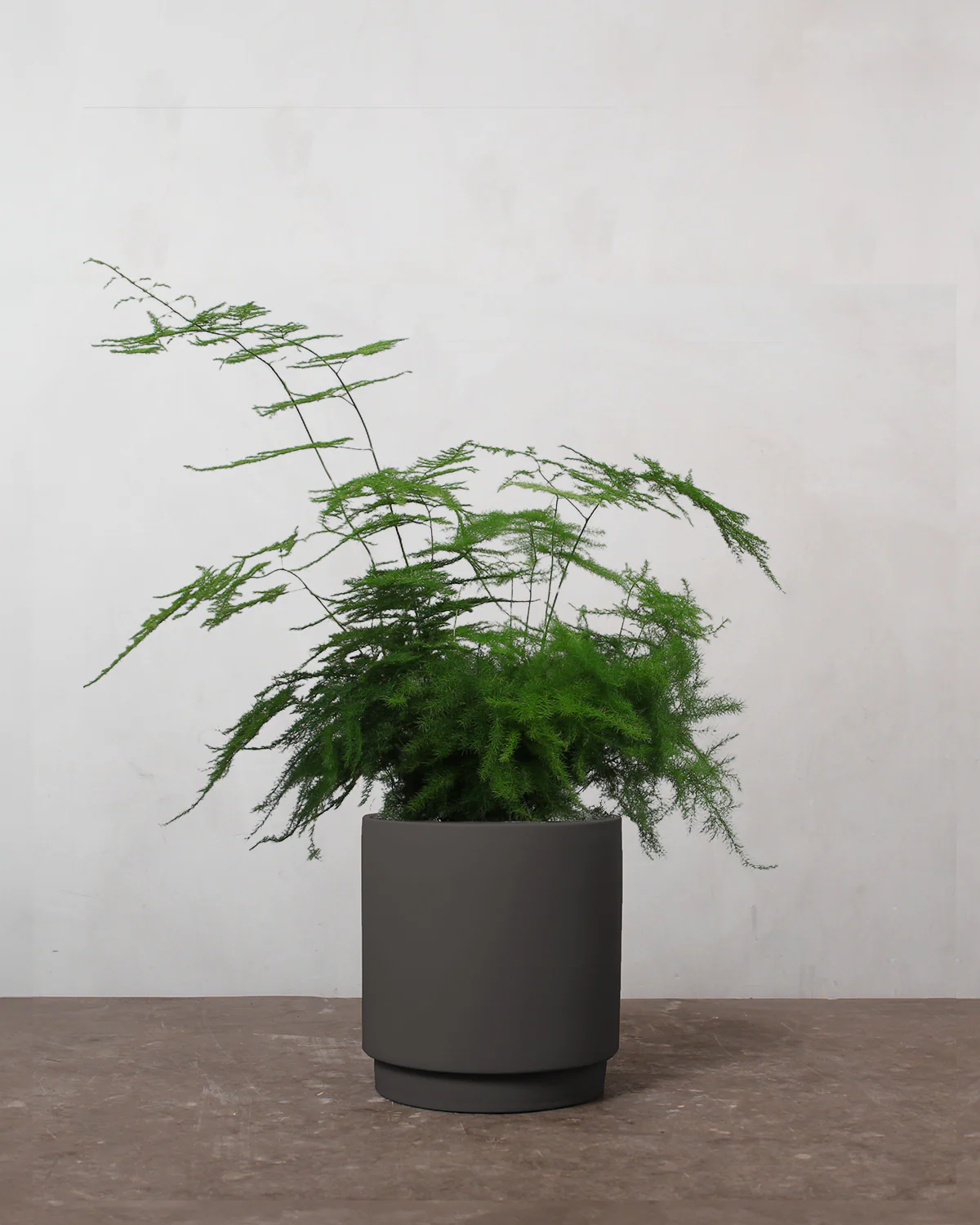 Slørasparges, Asparagus Setaceus - 40-60 cm - Image 7