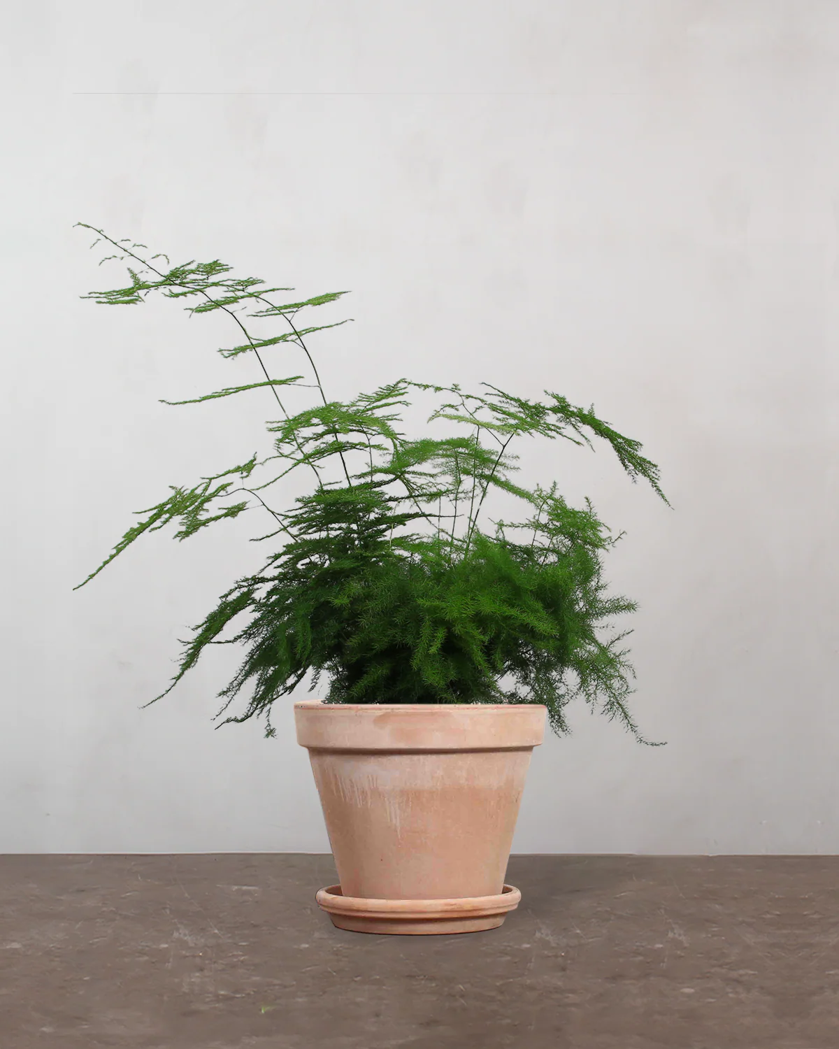 Slørasparges, Asparagus Setaceus - 40-60 cm - Image 8