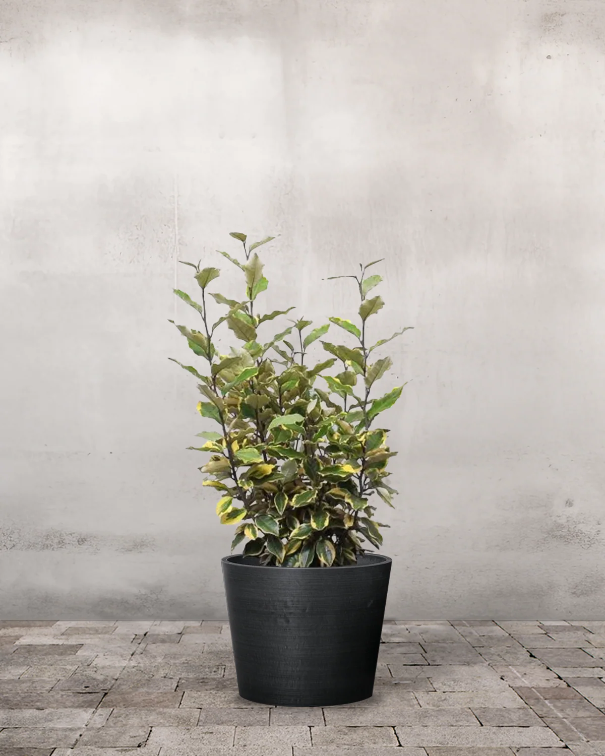 Sølvblad, Elaeagnus 'Limelight' - 50-80 cm - Image 3
