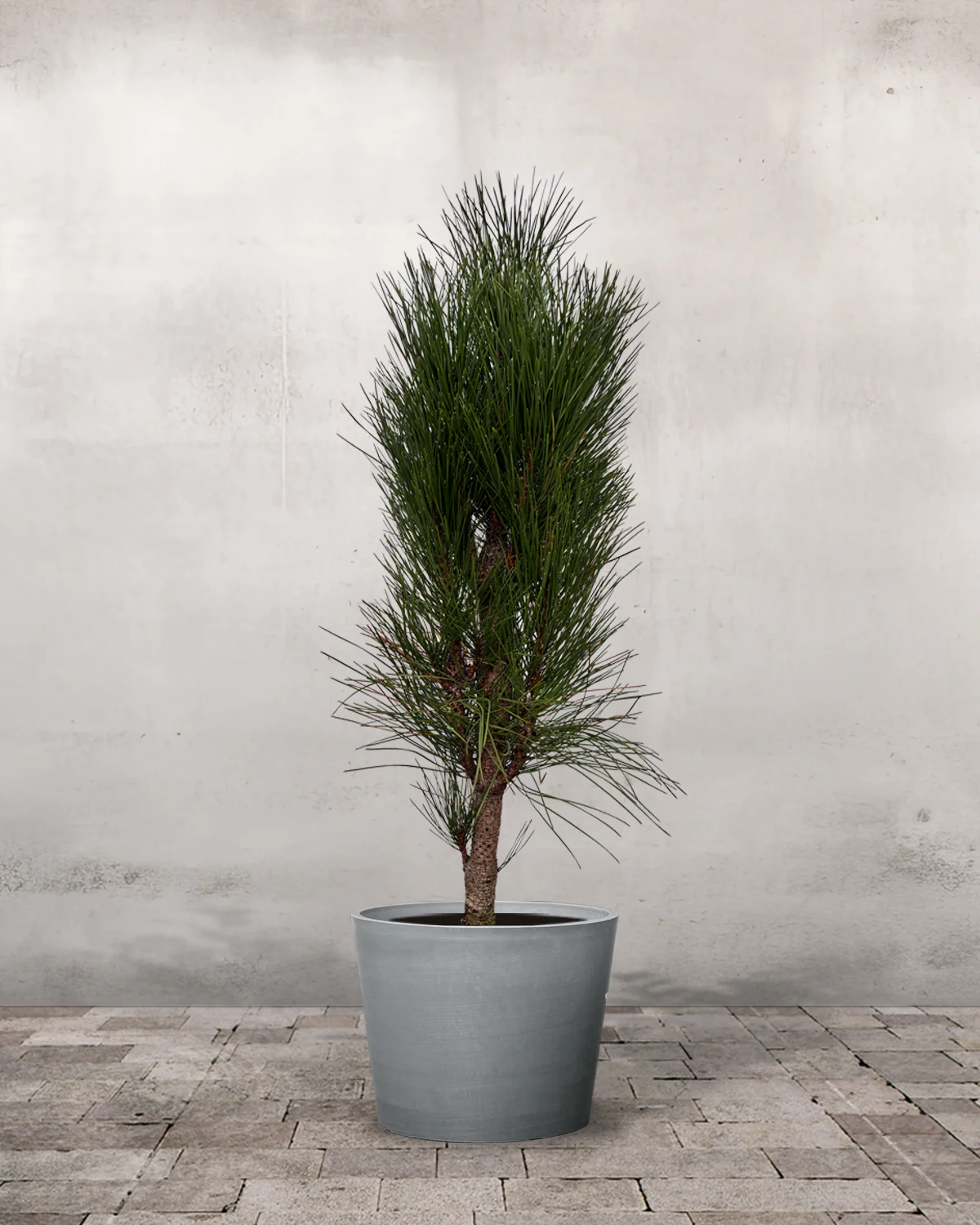 Søjlefyr Østrigsk, Pinus Nigra 'Green Tower' - 60-80 cm - Image 3