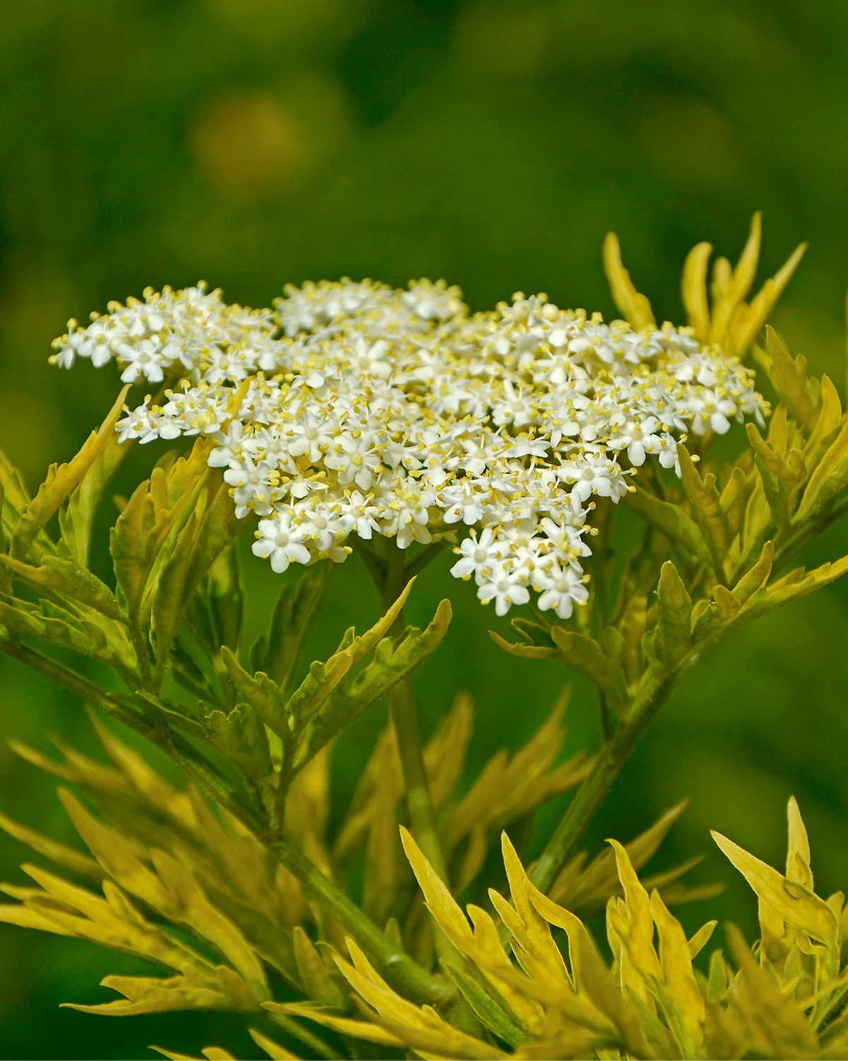 Søjlehyld, Sambucus Nigra 'Golden Tower' - 120-140 cm - Image 2