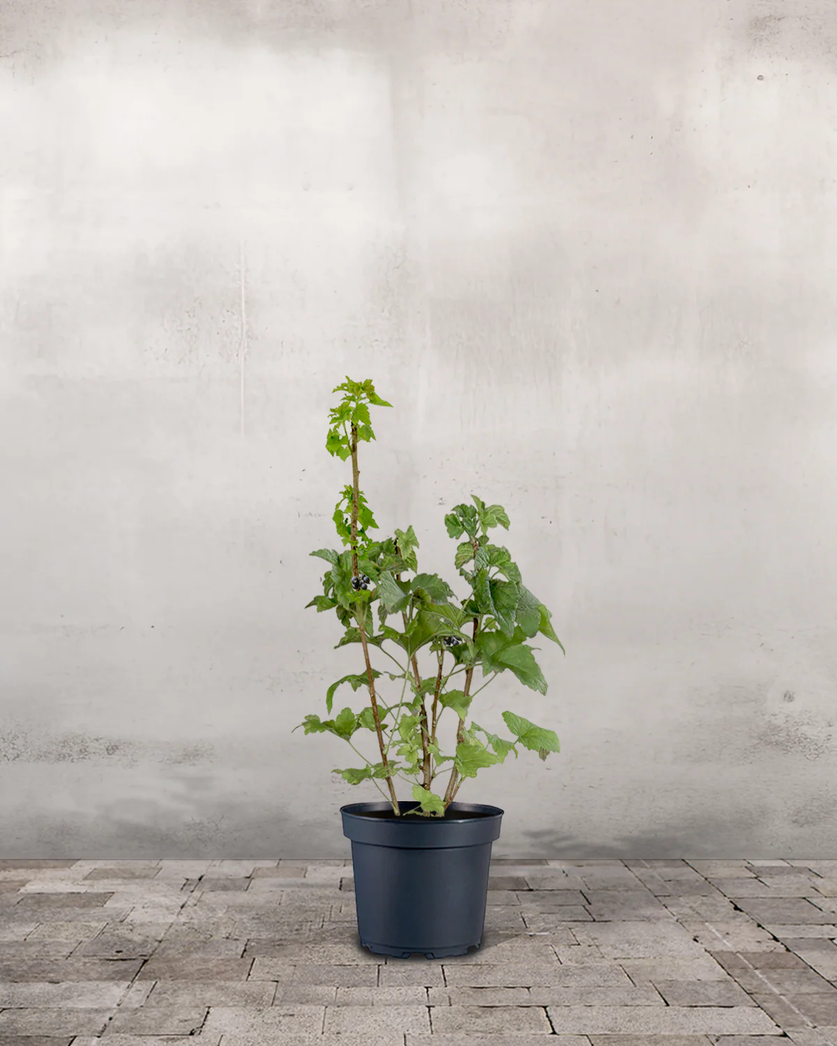 Solbær, Ribes nigrum - 50-70 cm