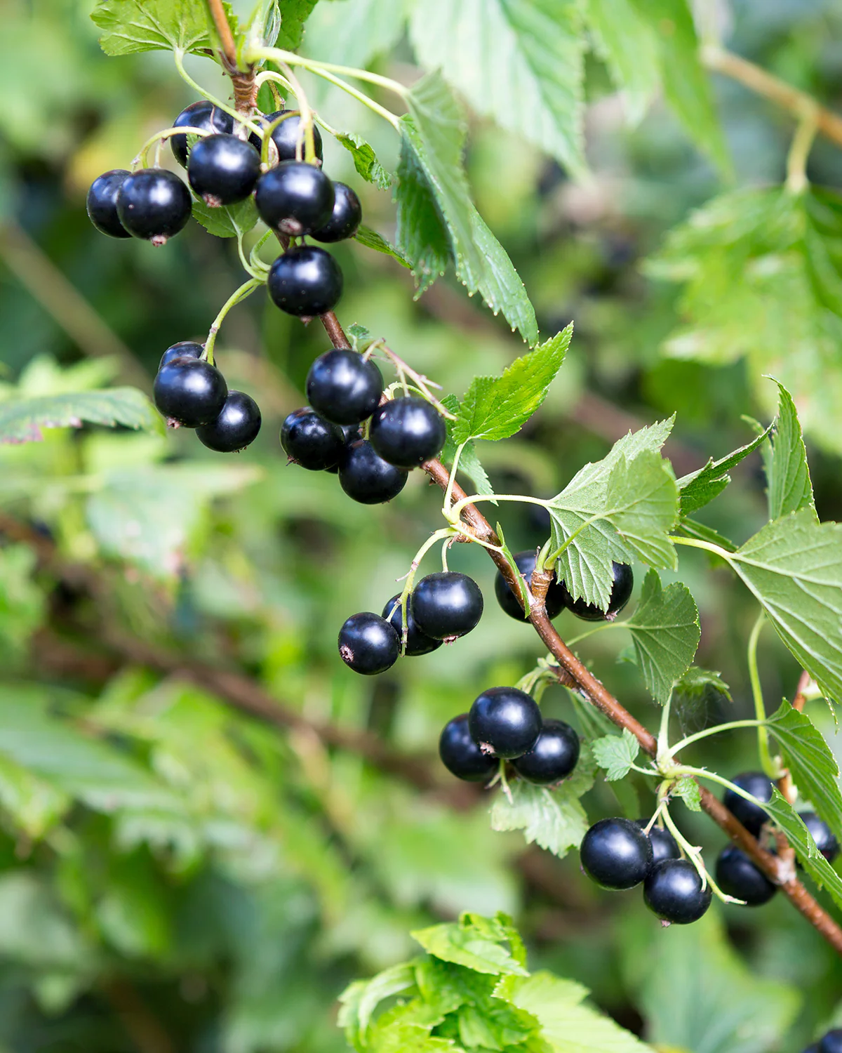 Solbær, Ribes nigrum - 50-70 cm - Image 2