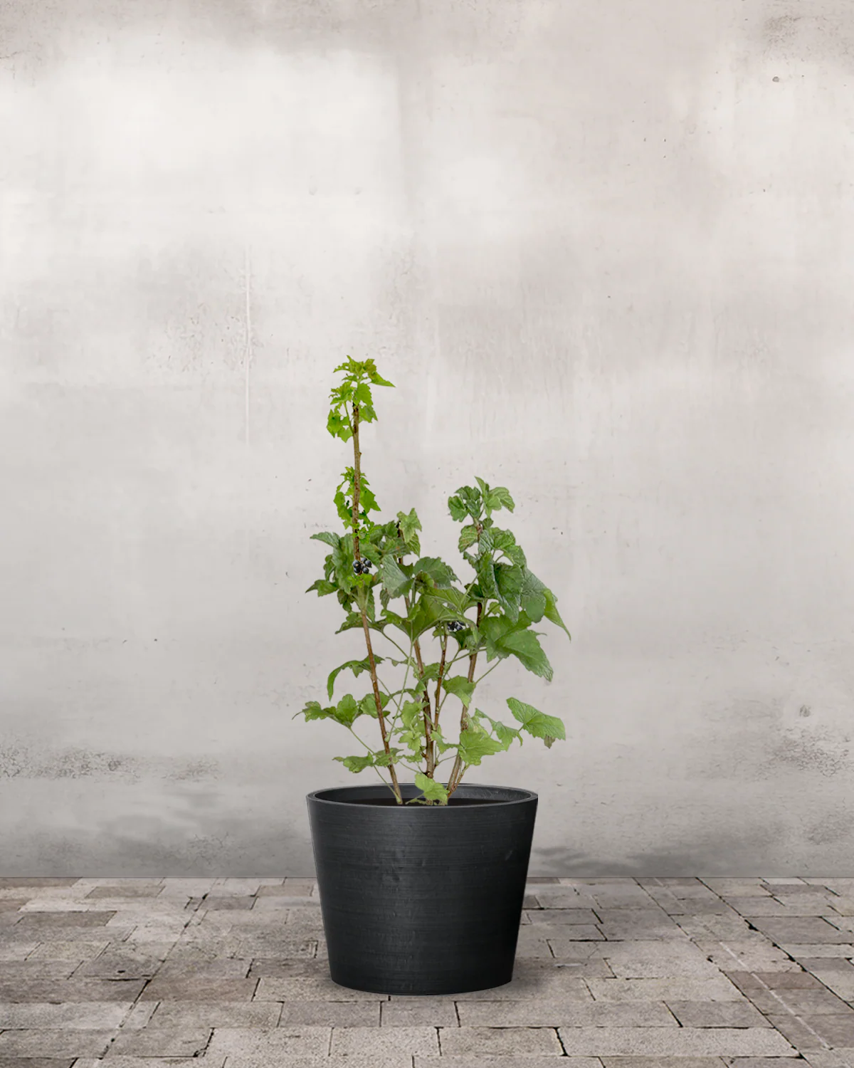 Solbær, Ribes nigrum - 50-70 cm - Image 3