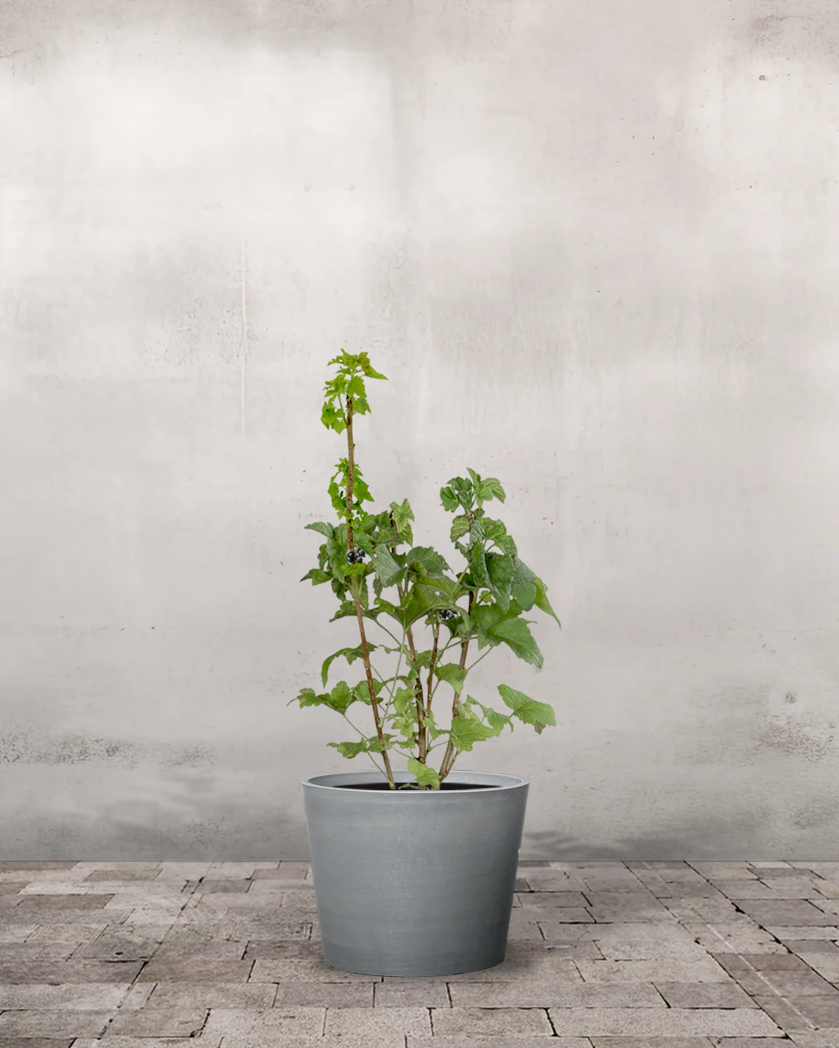 Solbær, Ribes nigrum - 50-70 cm - Image 4