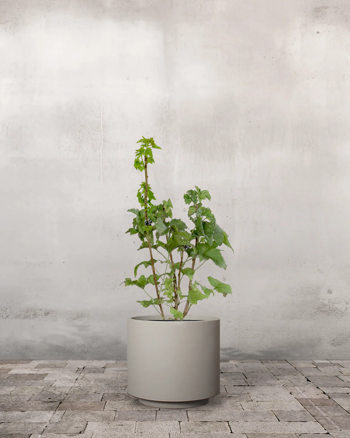 Solbær, Ribes nigrum - 50-70 cm - Image 5