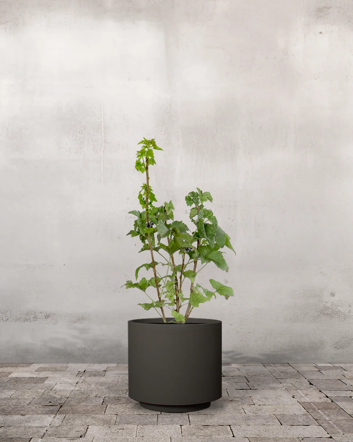 Solbær, Ribes nigrum - 50-70 cm - Image 6