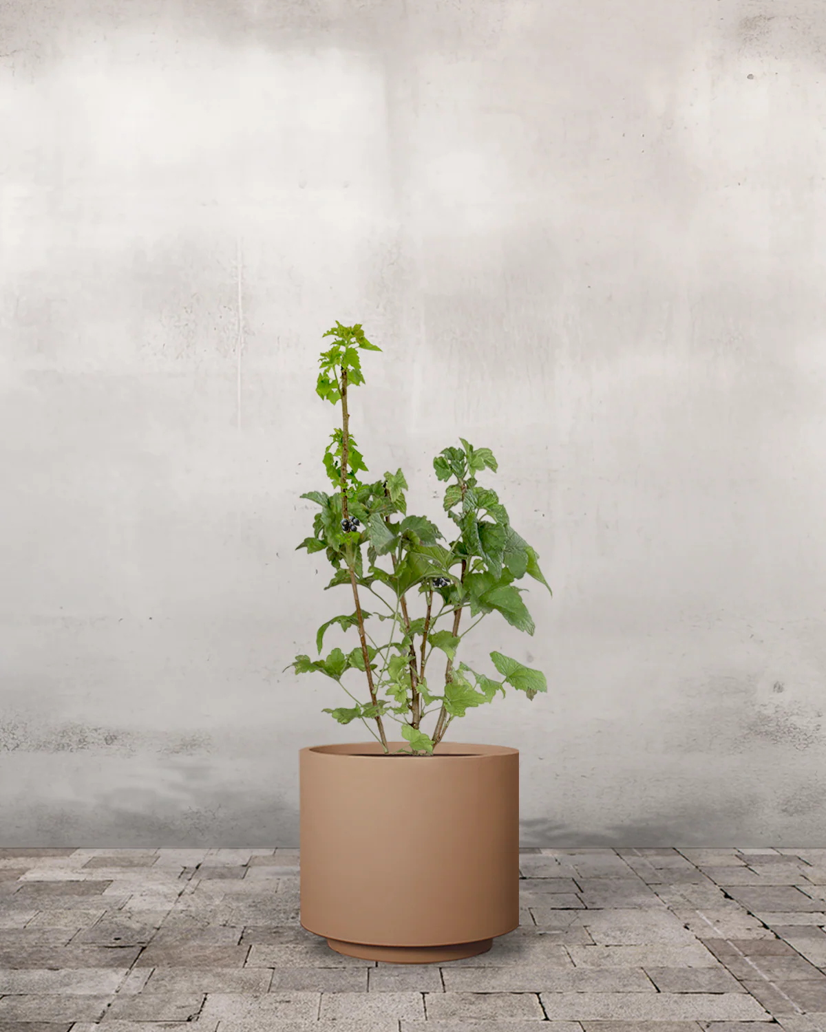 Solbær, Ribes nigrum - 50-70 cm - Image 7