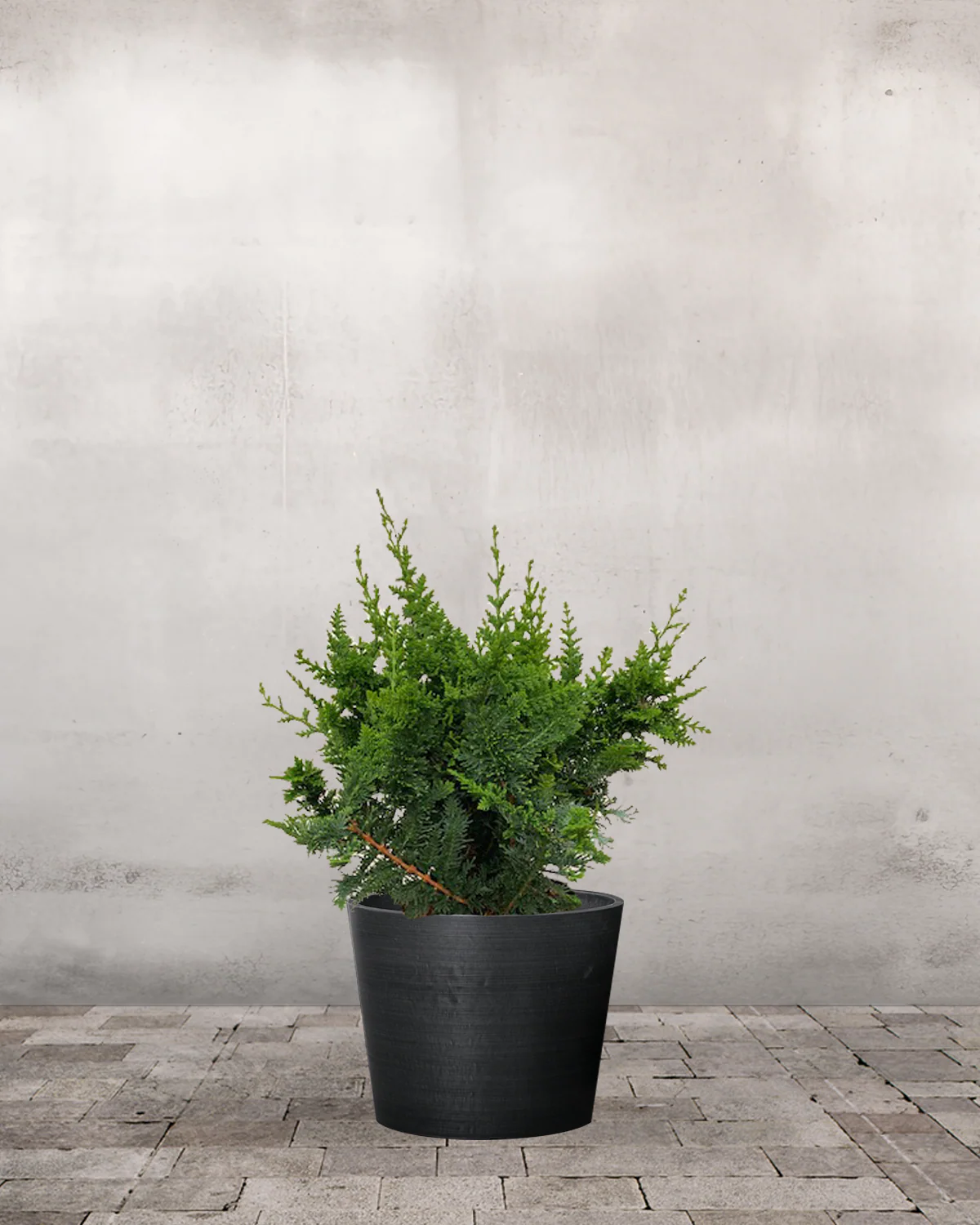 Solcypres, Chamaecyparis Obtusa 'Teddy Bear' - 40-60 cm - Image 3