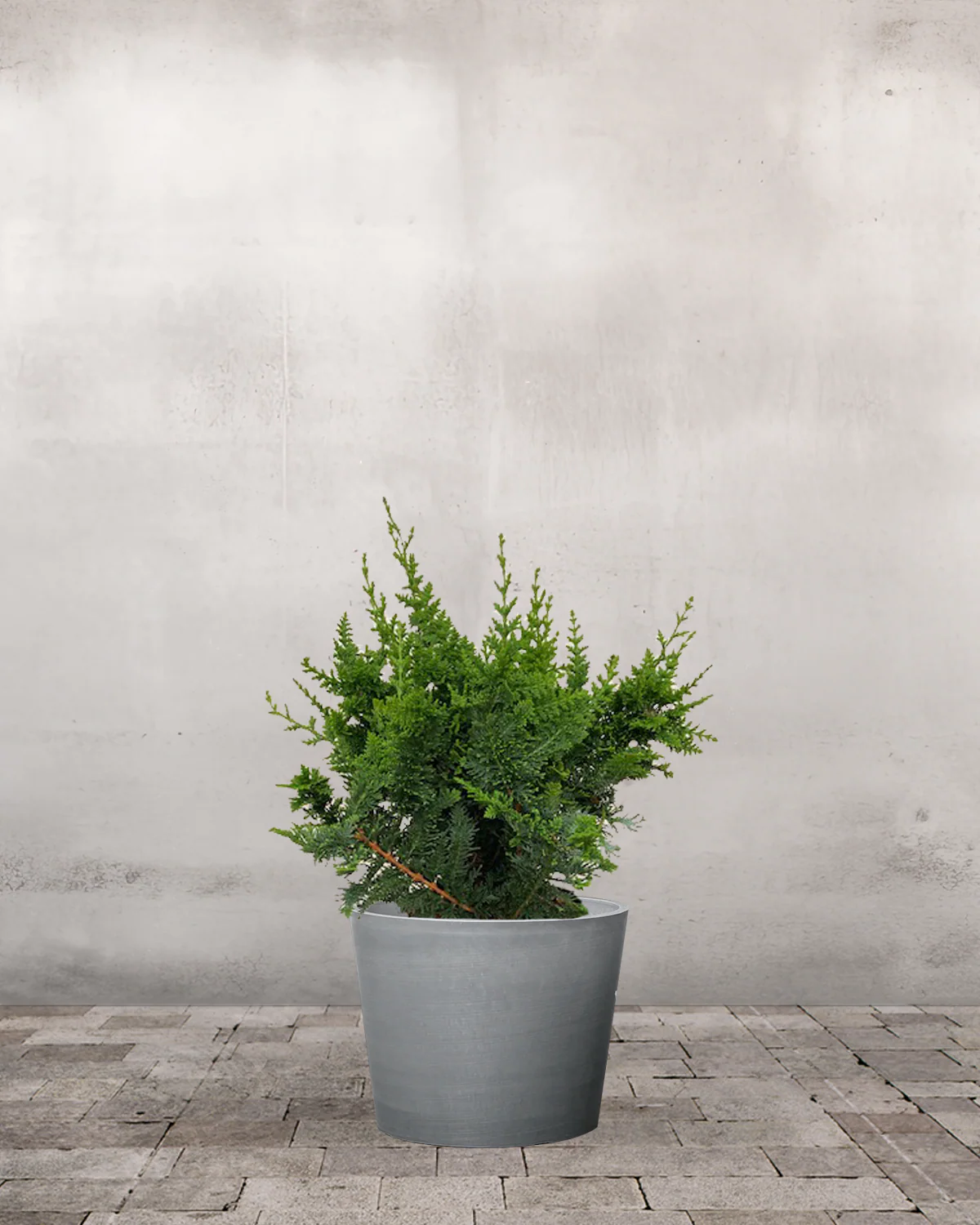 Solcypres, Chamaecyparis Obtusa 'Teddy Bear' - 40-60 cm - Image 4