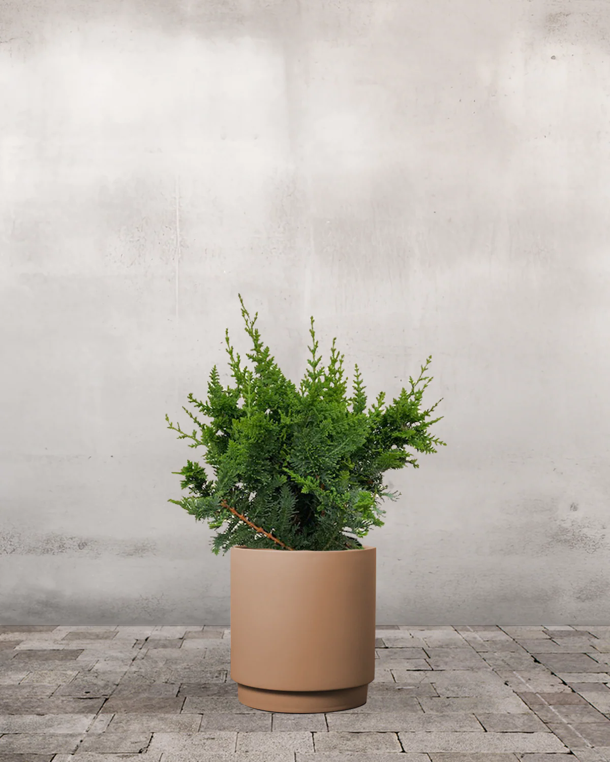 Solcypres, Chamaecyparis Obtusa 'Teddy Bear' - 40-60 cm - Image 5