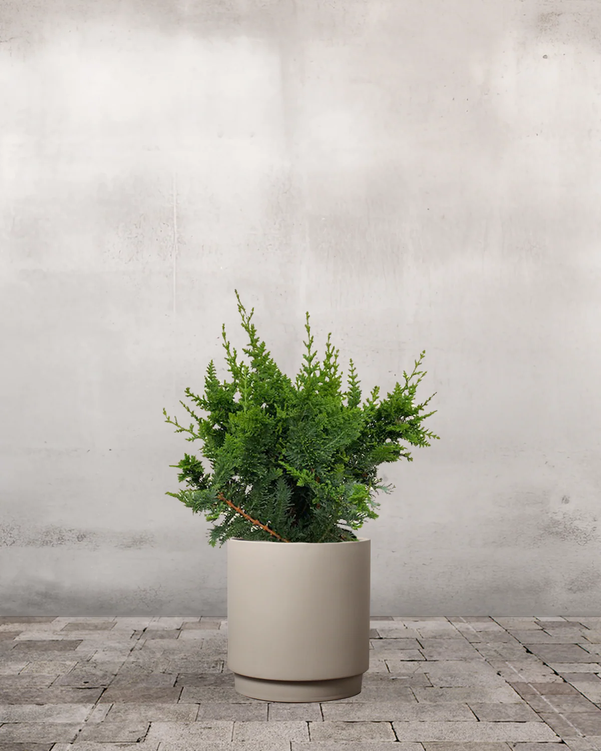 Solcypres, Chamaecyparis Obtusa 'Teddy Bear' - 40-60 cm - Image 6
