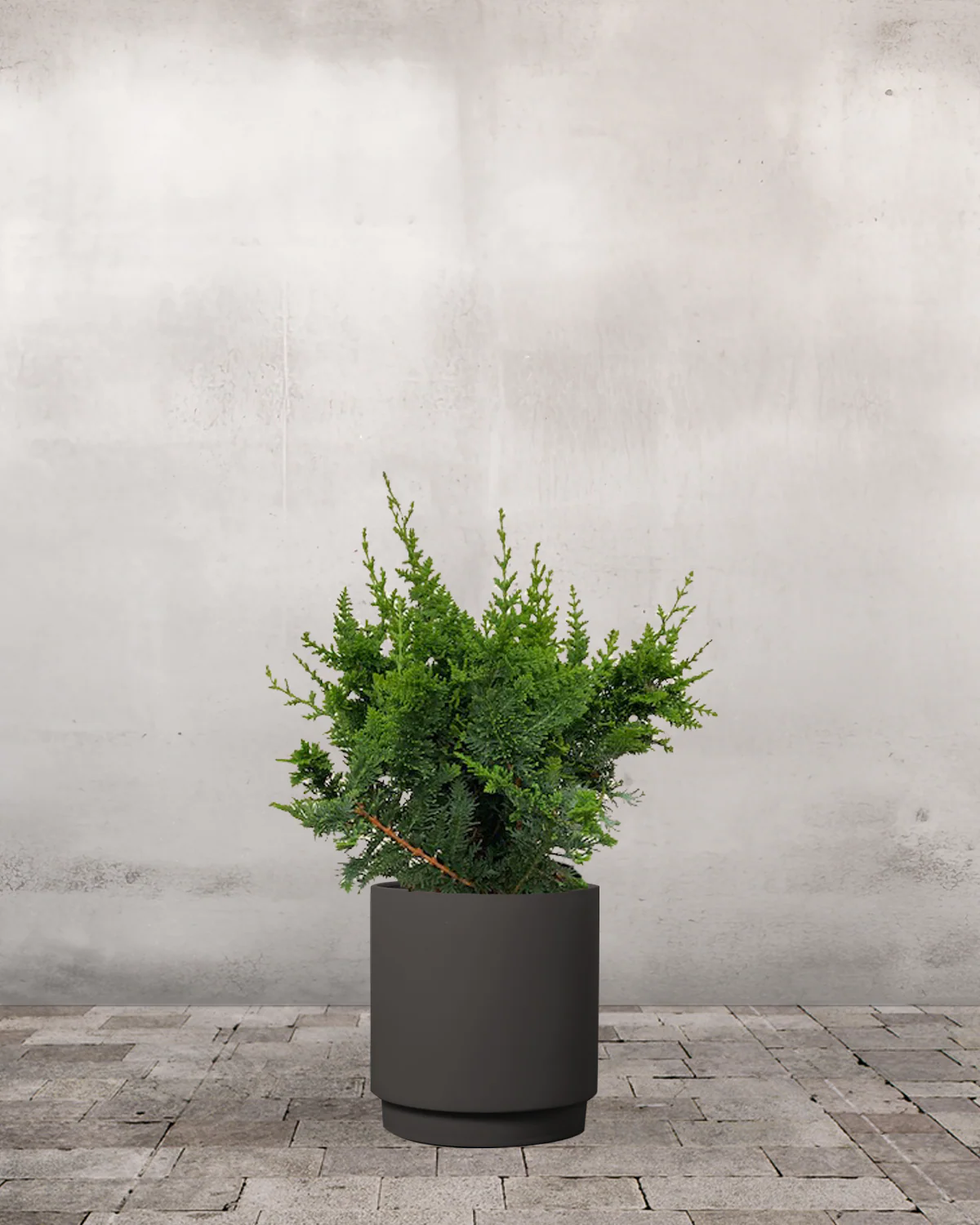 Solcypres, Chamaecyparis Obtusa 'Teddy Bear' - 40-60 cm - Image 7
