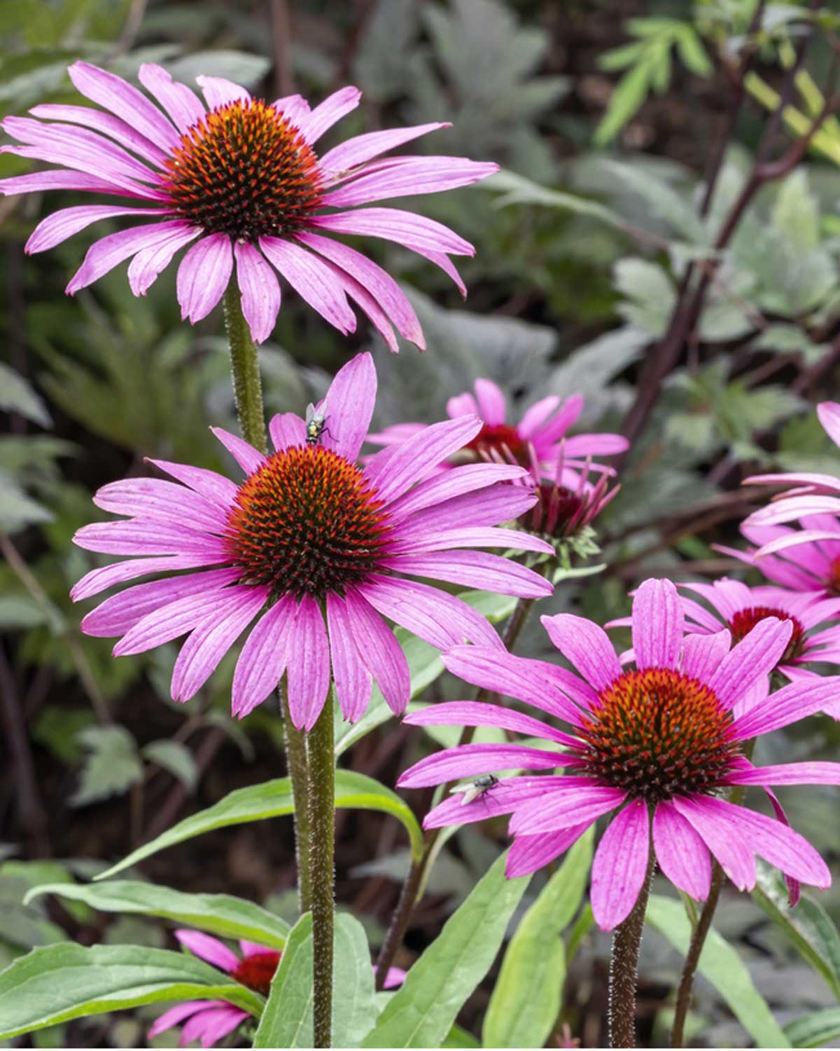 Solhat, Echinacea Purpurea 'Magnus' - 12 cm potte