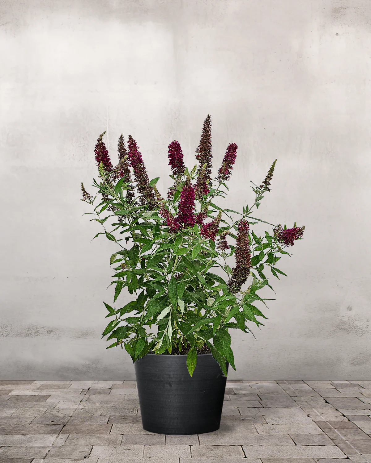 Sommerfuglebusk, Buddleja 'Buzz Wine' - 50-70 cm - Image 3