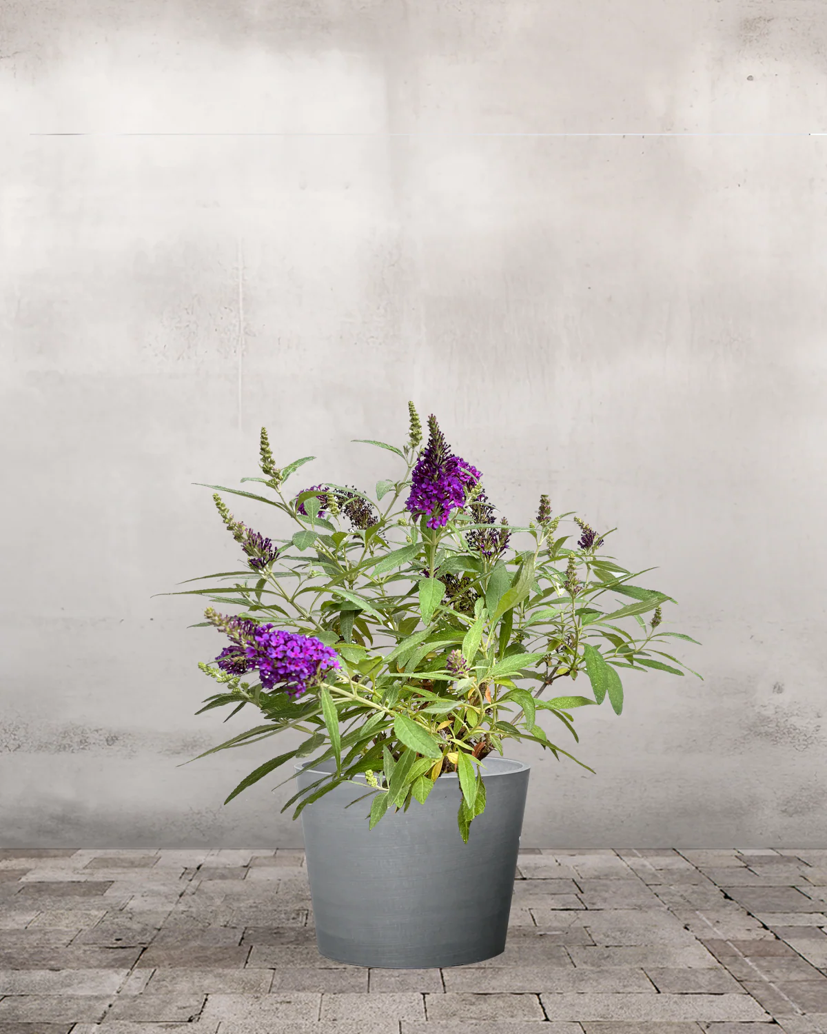 Sommerfuglebusk, Buddleja 'Little Purple' - 40-60 cm - Image 3