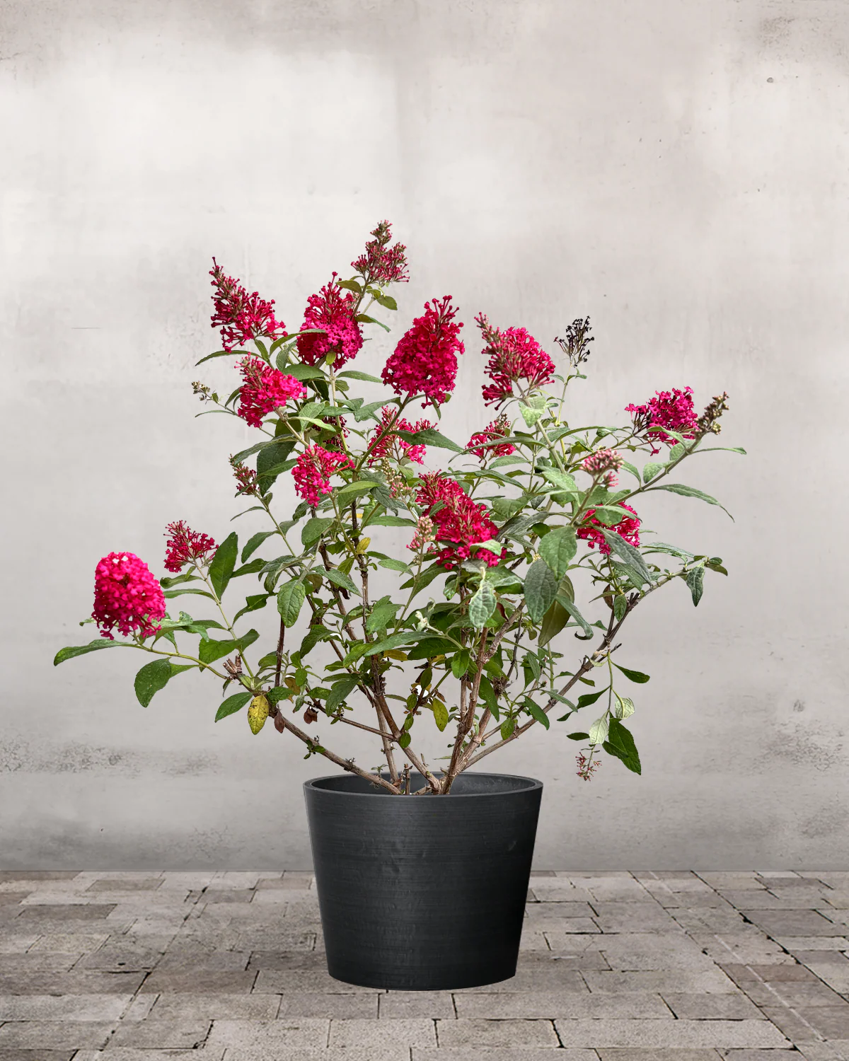 Sommerfuglebusk, Buddleja 'Little Ruby' - 40-60 cm - Image 3