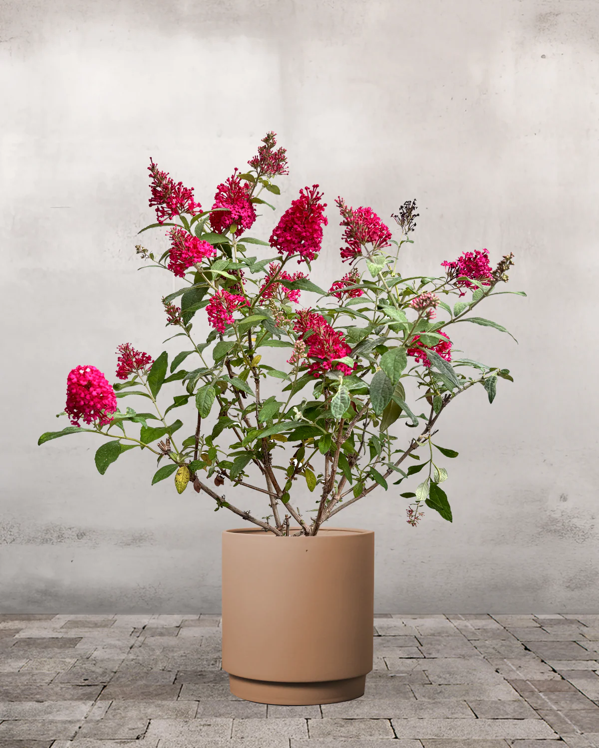 Sommerfuglebusk, Buddleja 'Little Ruby' - 40-60 cm - Image 4