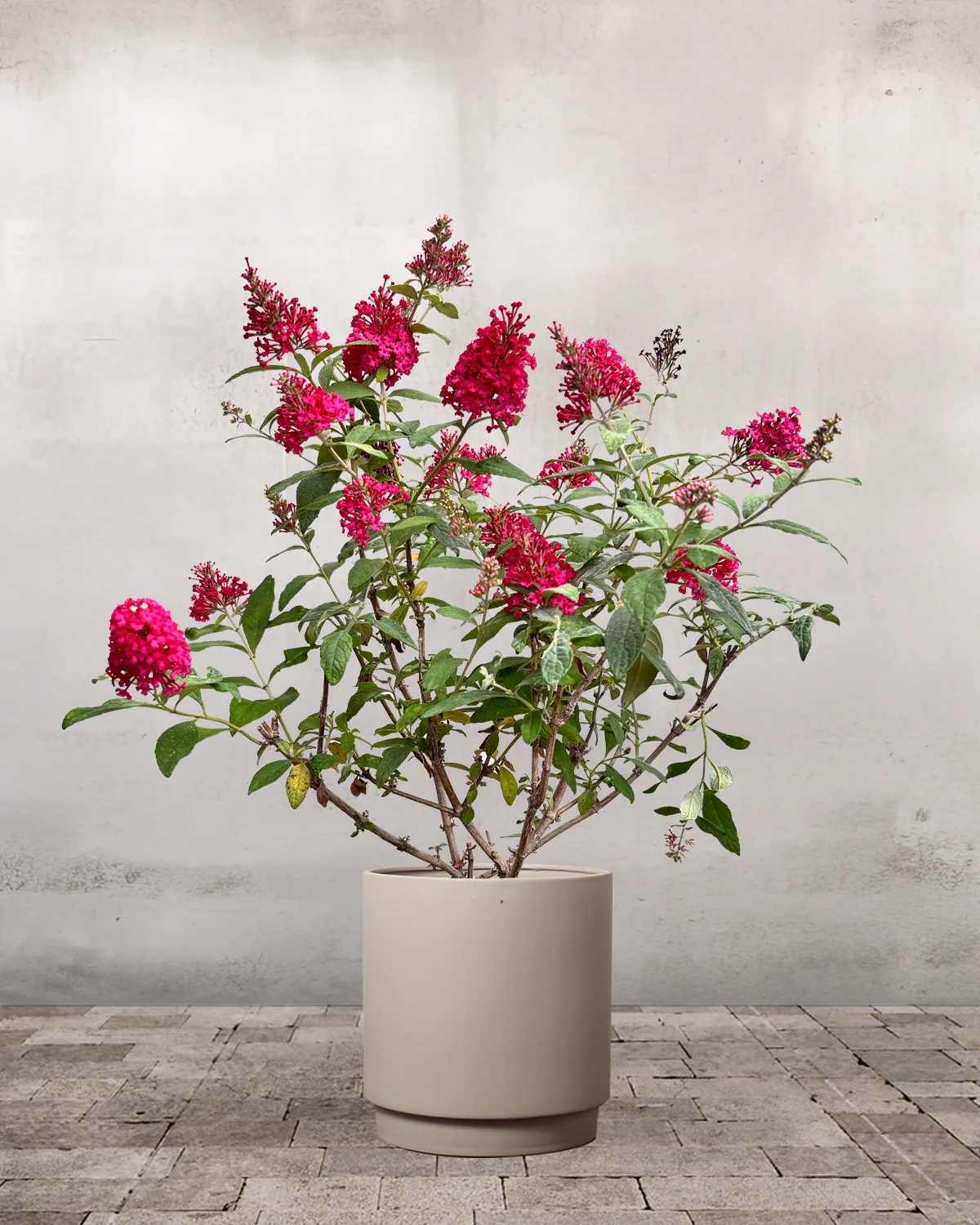 Sommerfuglebusk, Buddleja 'Little Ruby' - 40-60 cm - Image 5