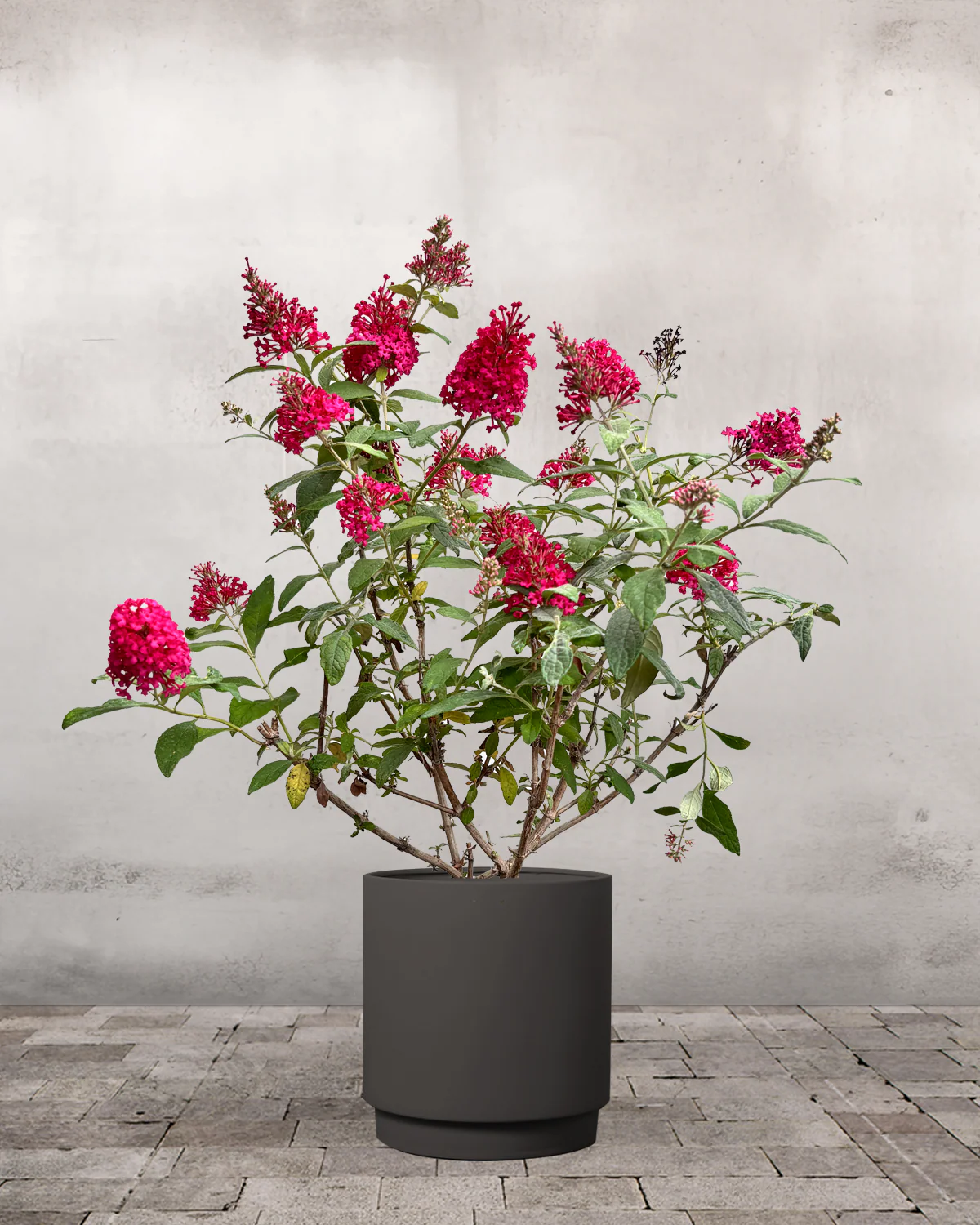 Sommerfuglebusk, Buddleja 'Little Ruby' - 40-60 cm - Image 6