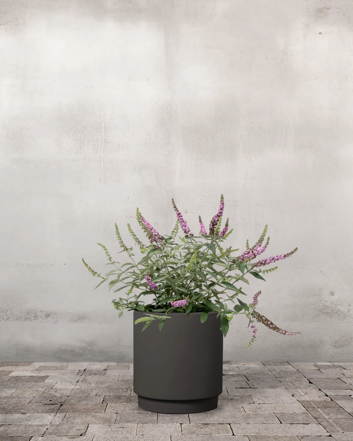 Sommerfuglebusk, Buddleja 'Free Petite' - 40-60 cm - Image 7