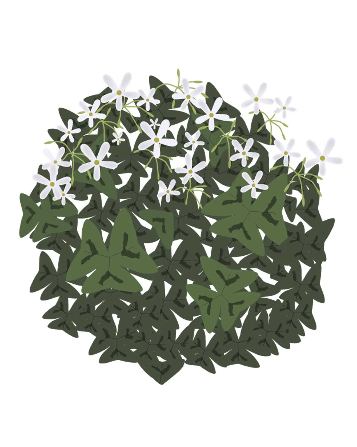 Sommerfuglekløver Grøn, Oxalis triangularis - 15-25 cm