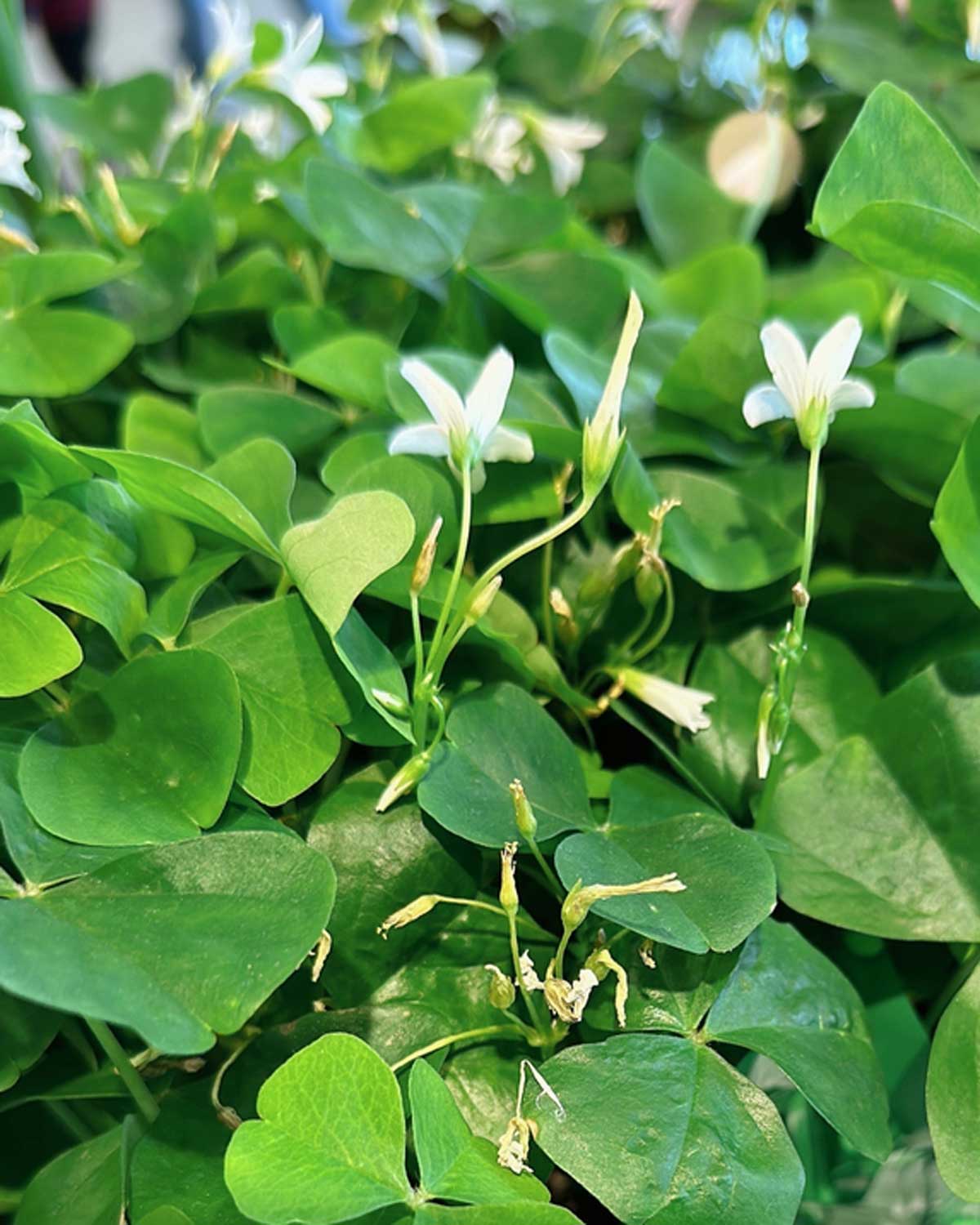 Sommerfuglekløver Grøn, Oxalis triangularis - 15-25 cm - Image 2