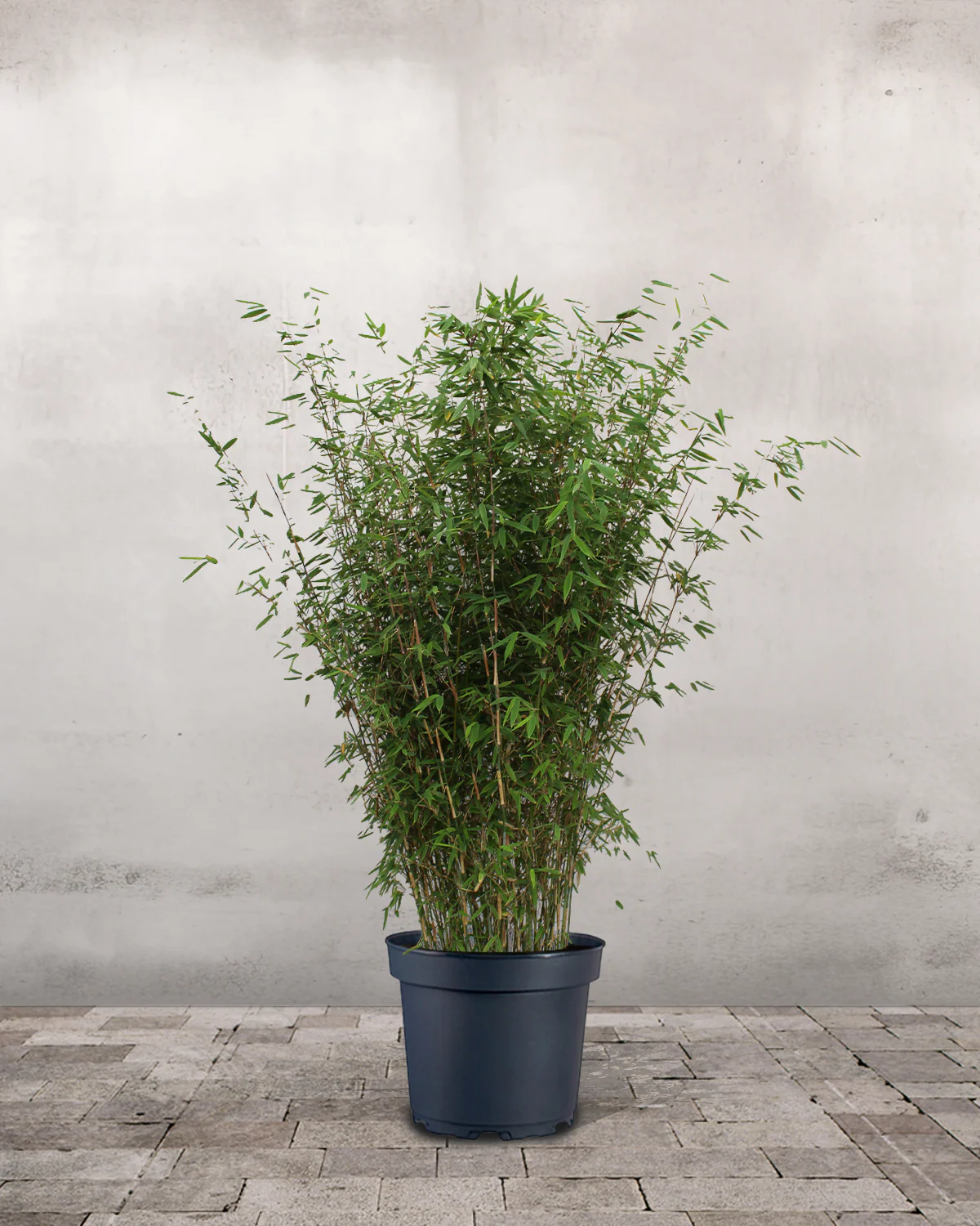Sort Bambus, Fargesia nitida 'Black Pearl' – 80-100 cm