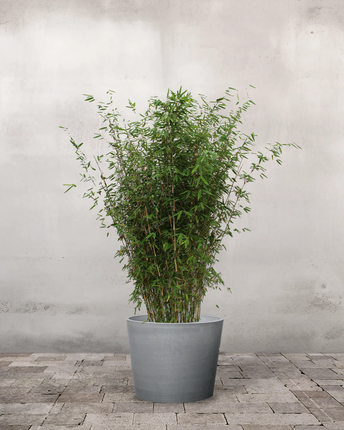 Sort Bambus, Fargesia nitida 'Black Pearl' – 80-100 cm - Image 3