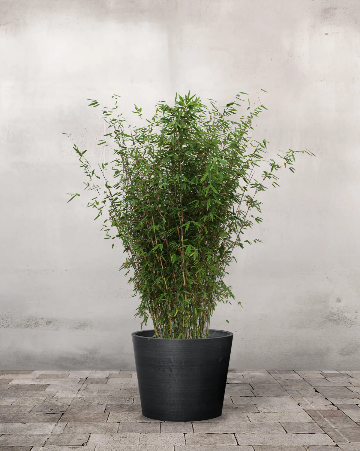 Sort Bambus, Fargesia nitida 'Black Pearl' – 80-100 cm - Image 4