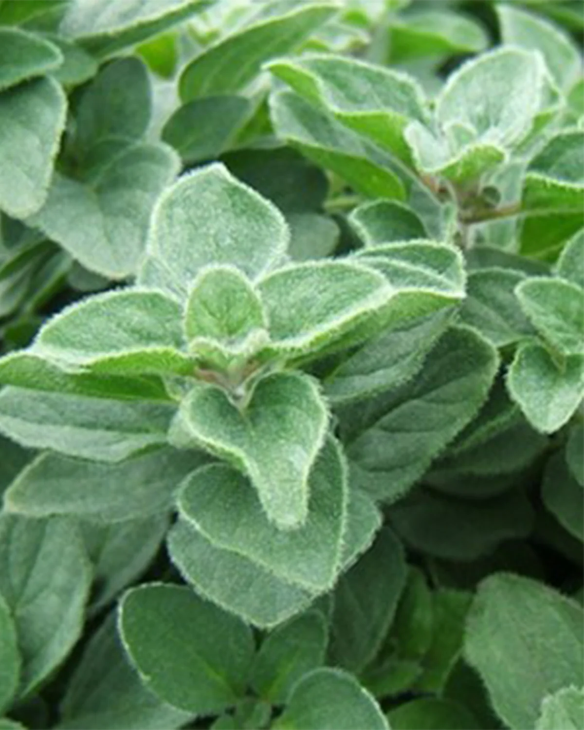 Spicy Oregano - 15-25 cm - Image 2