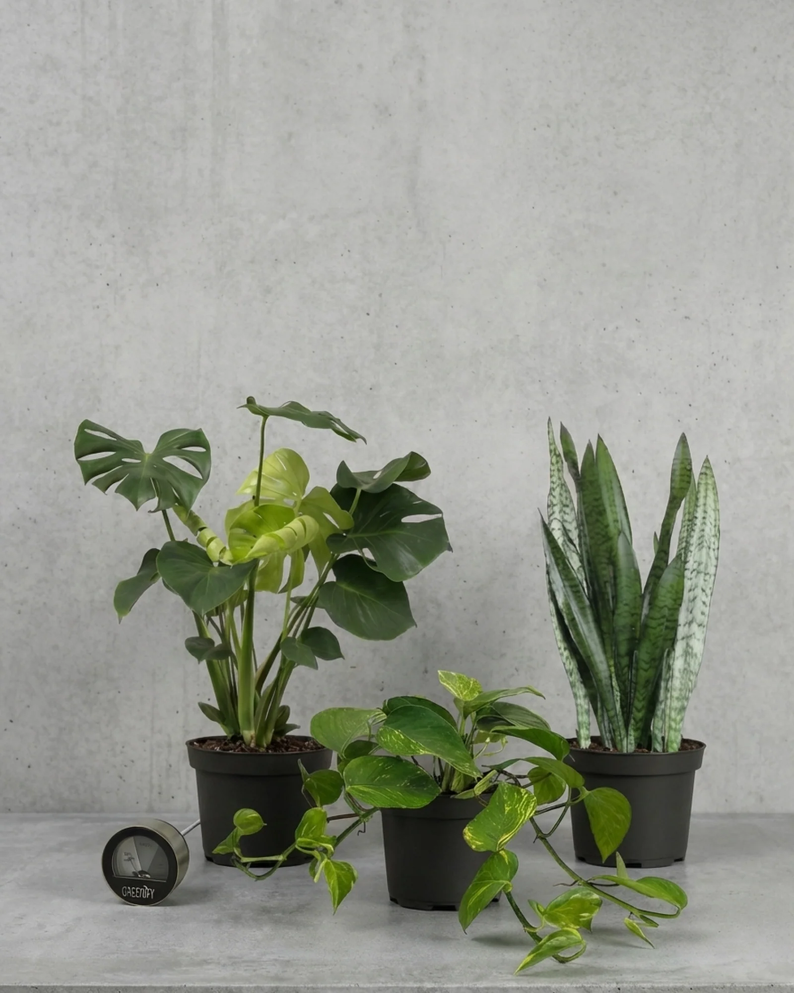 Starter Plantepakke - Image 4