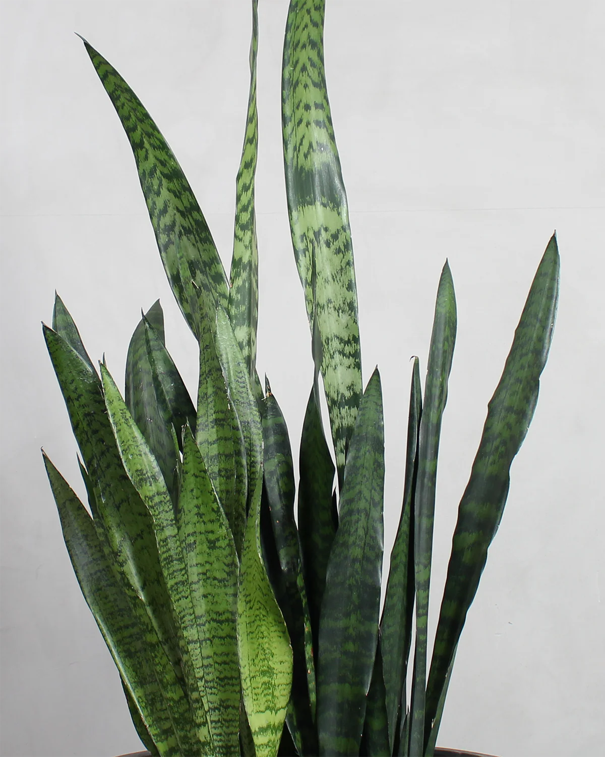 Starter Plantepakke - Image 7