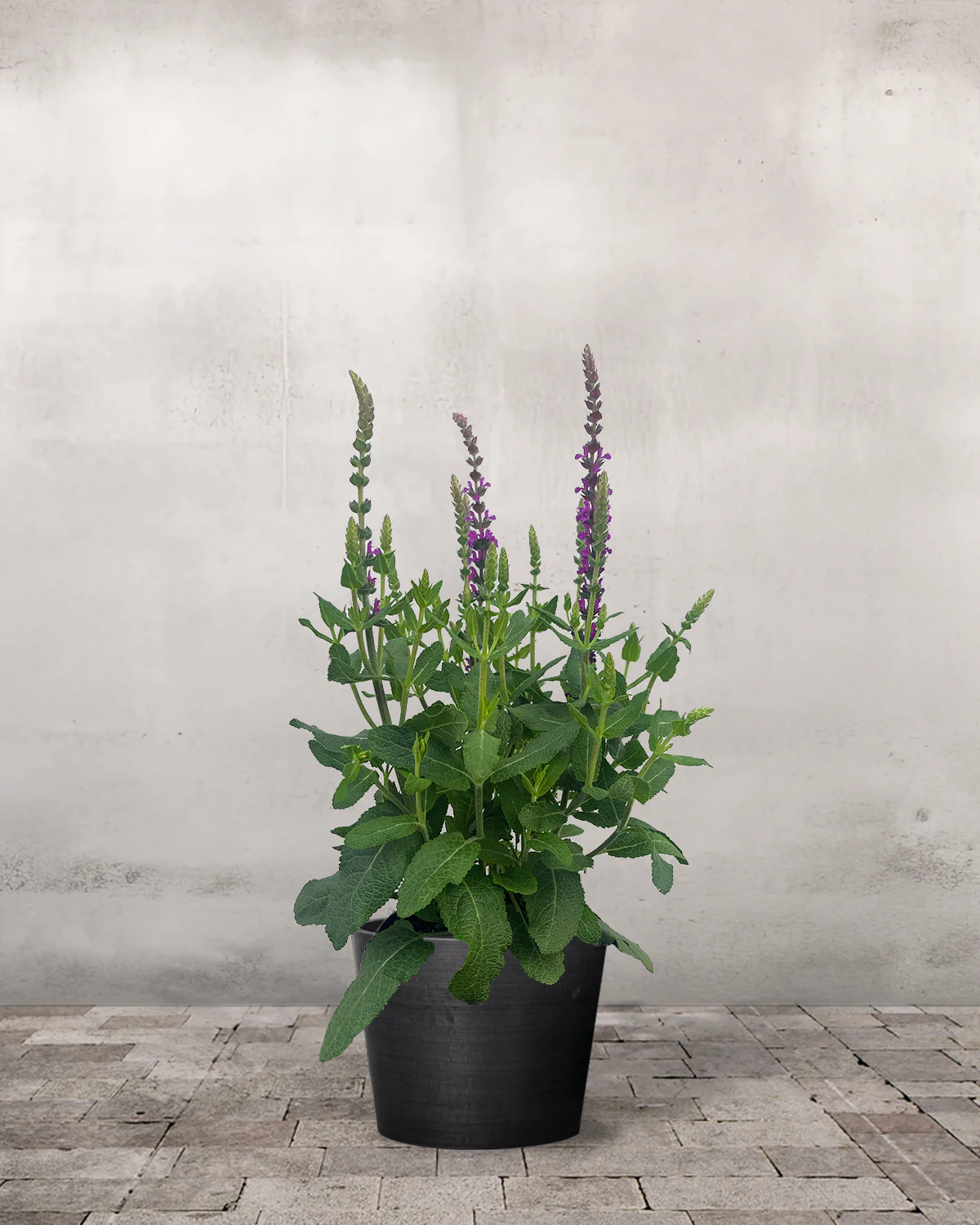Staudesalvie, Salvia Nem. 'Caramia' - 13 cm - Image 3