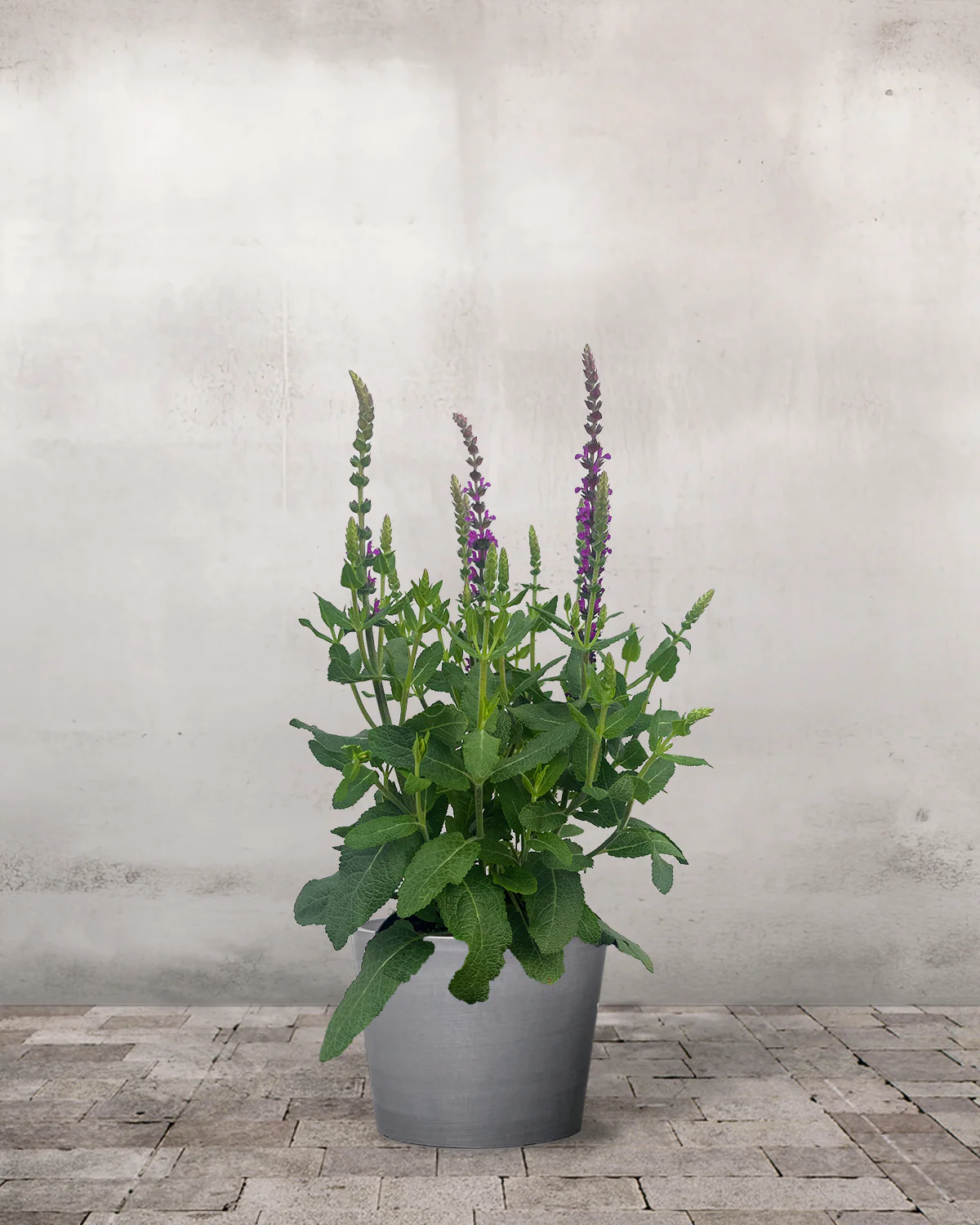 Staudesalvie, Salvia Nem. 'Caramia' - 13 cm - Image 4