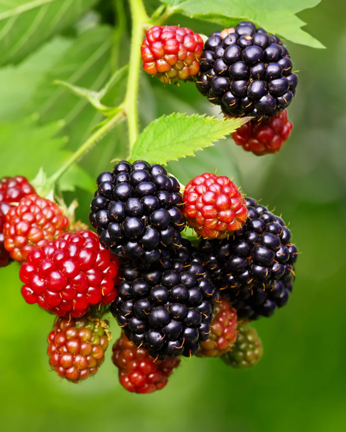 Brombær, Rubus fruticosus - 50-70 cm - Image 4
